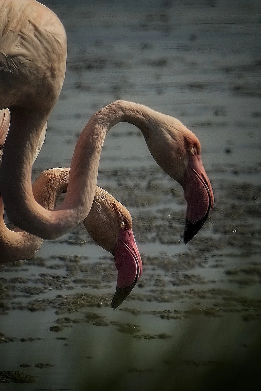 flamingo_comacchio-060426.jpg
