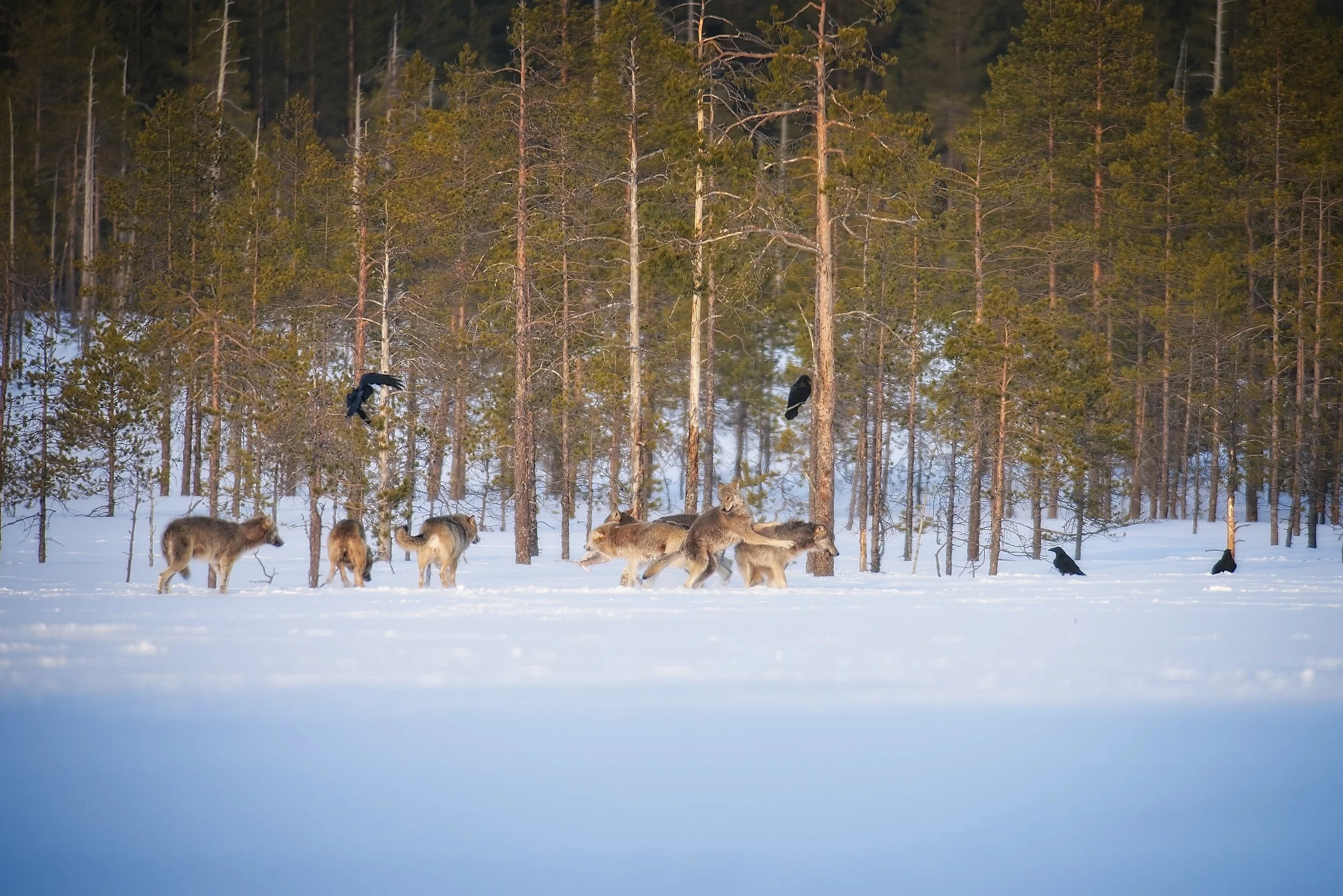 Wolves_winter_Fin-310322 5.jpg