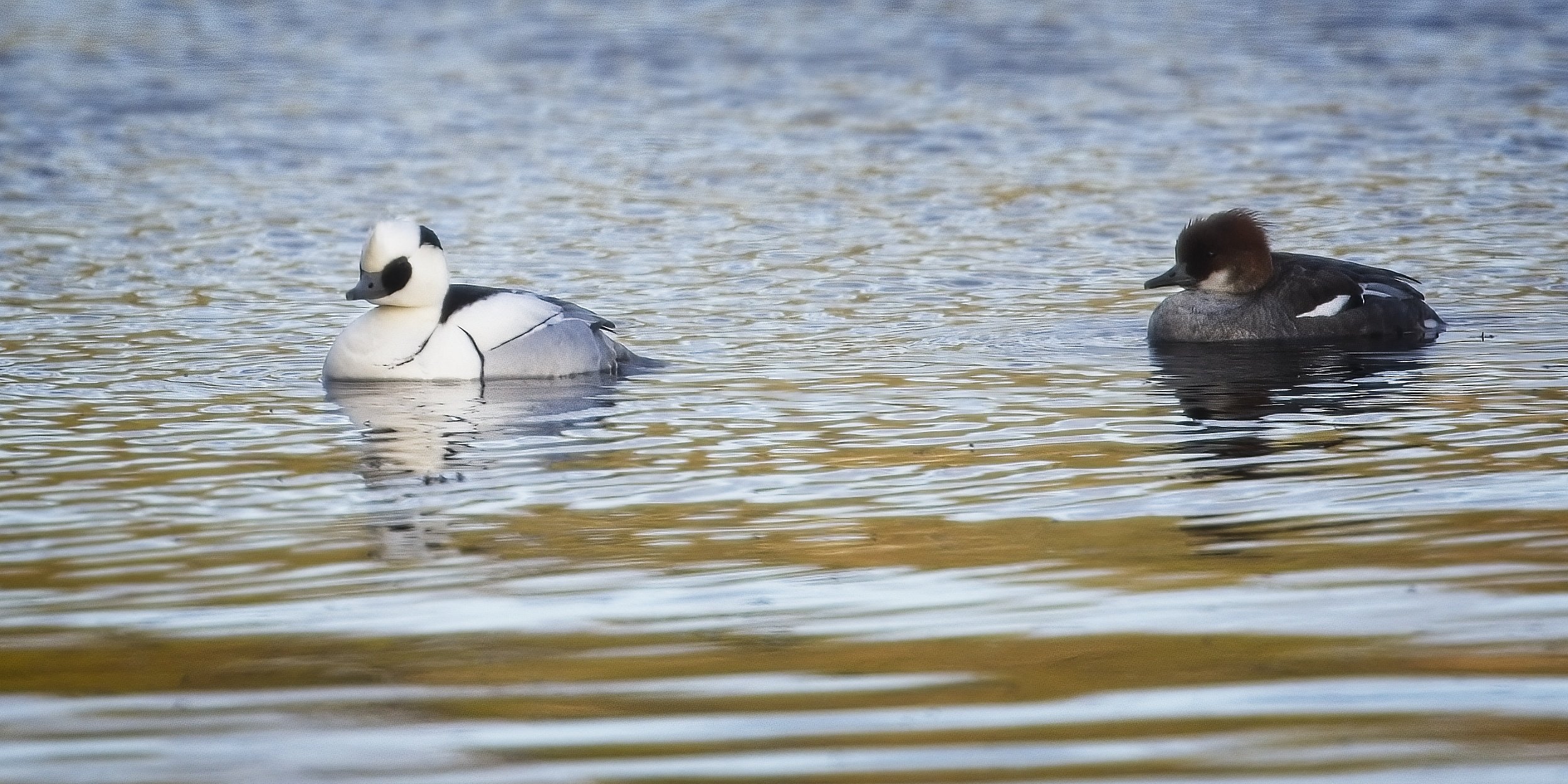 Smews in Finland, April 2026
