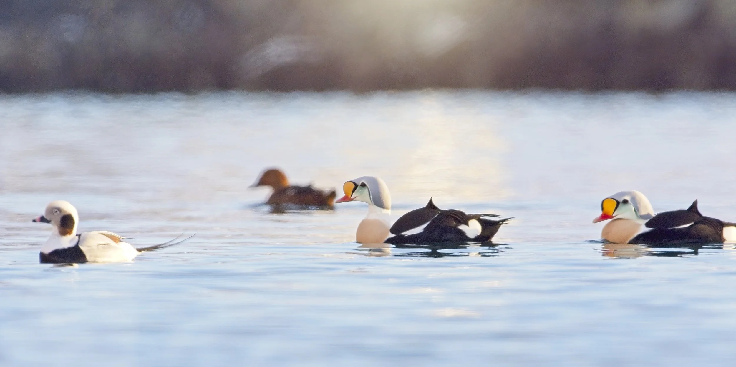 Eiders_Varanger-200226.jpg