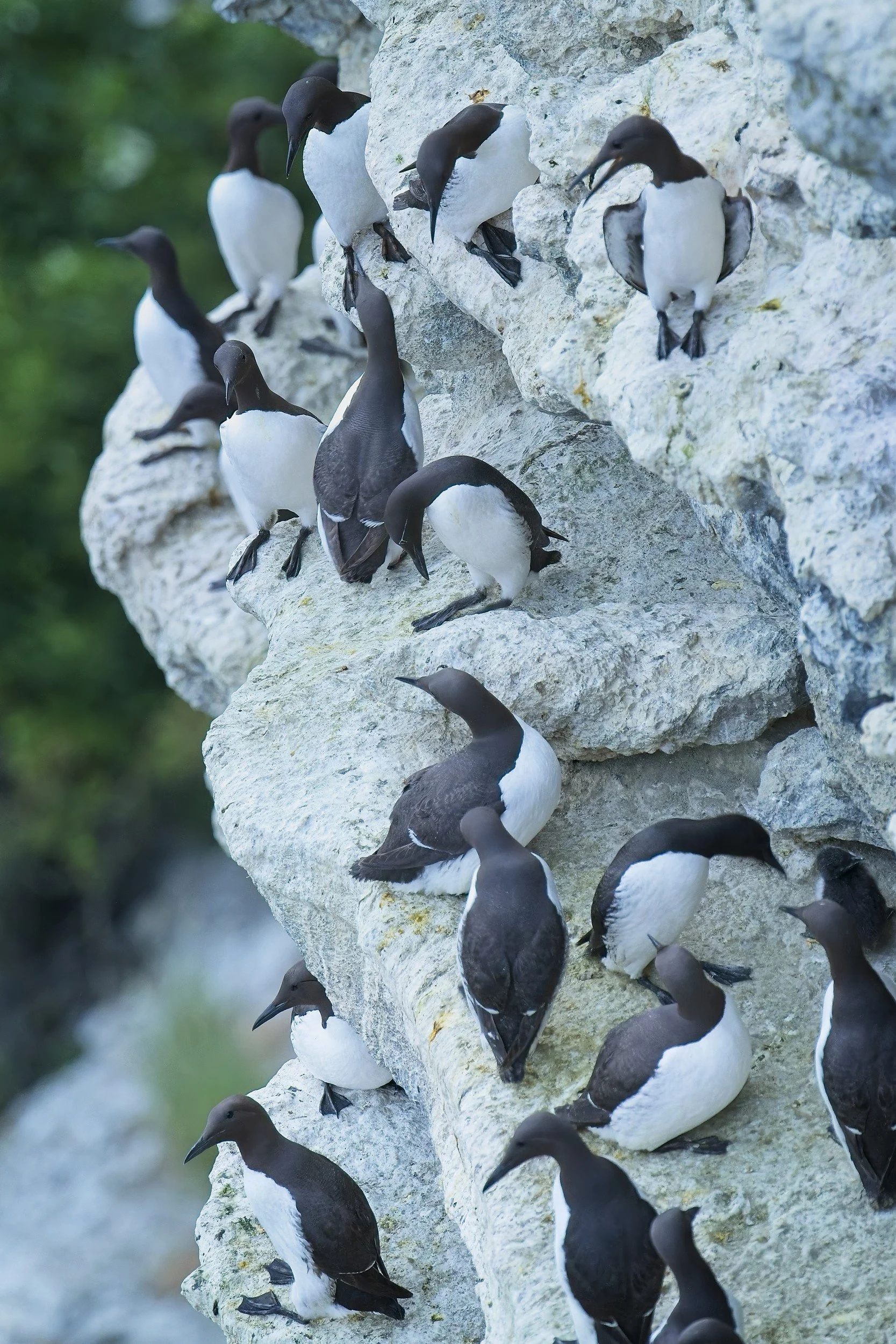 Common Guillemots in creative photography workshop on Stora Karlsö-island in Sweden