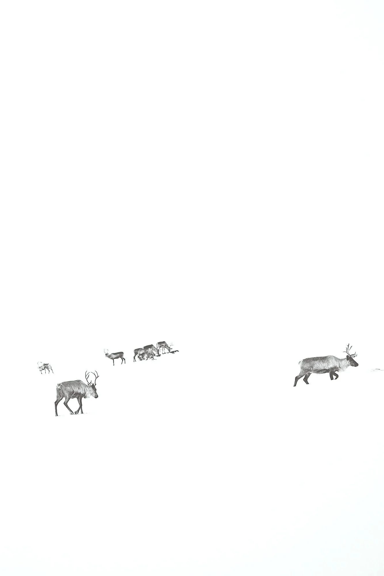 A group of reindeer scattered across a snowy landscape, with a few closer to the foreground and others further away in the background, under a pale, clear sky.