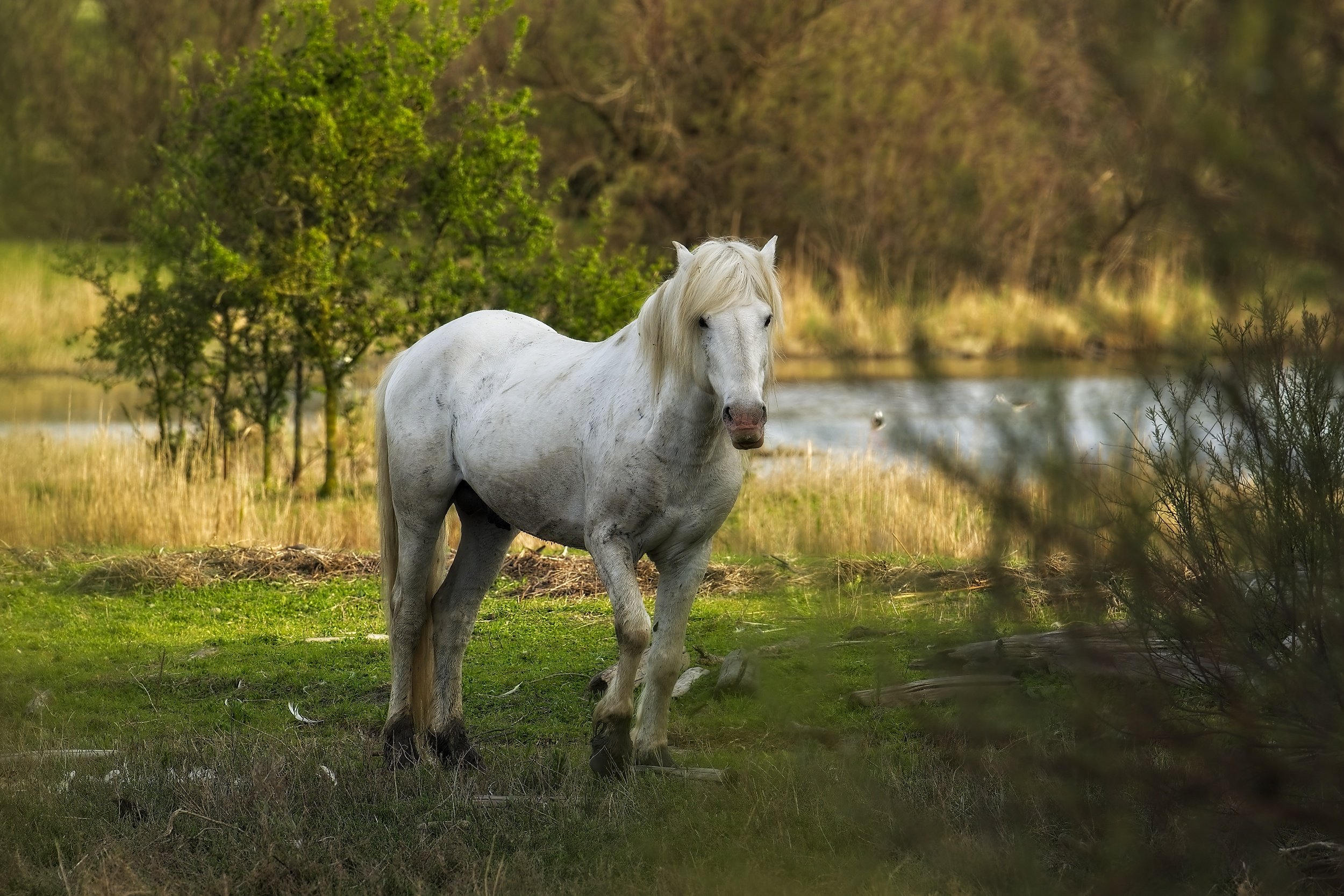 horses_Ravenna-100426 1.jpg