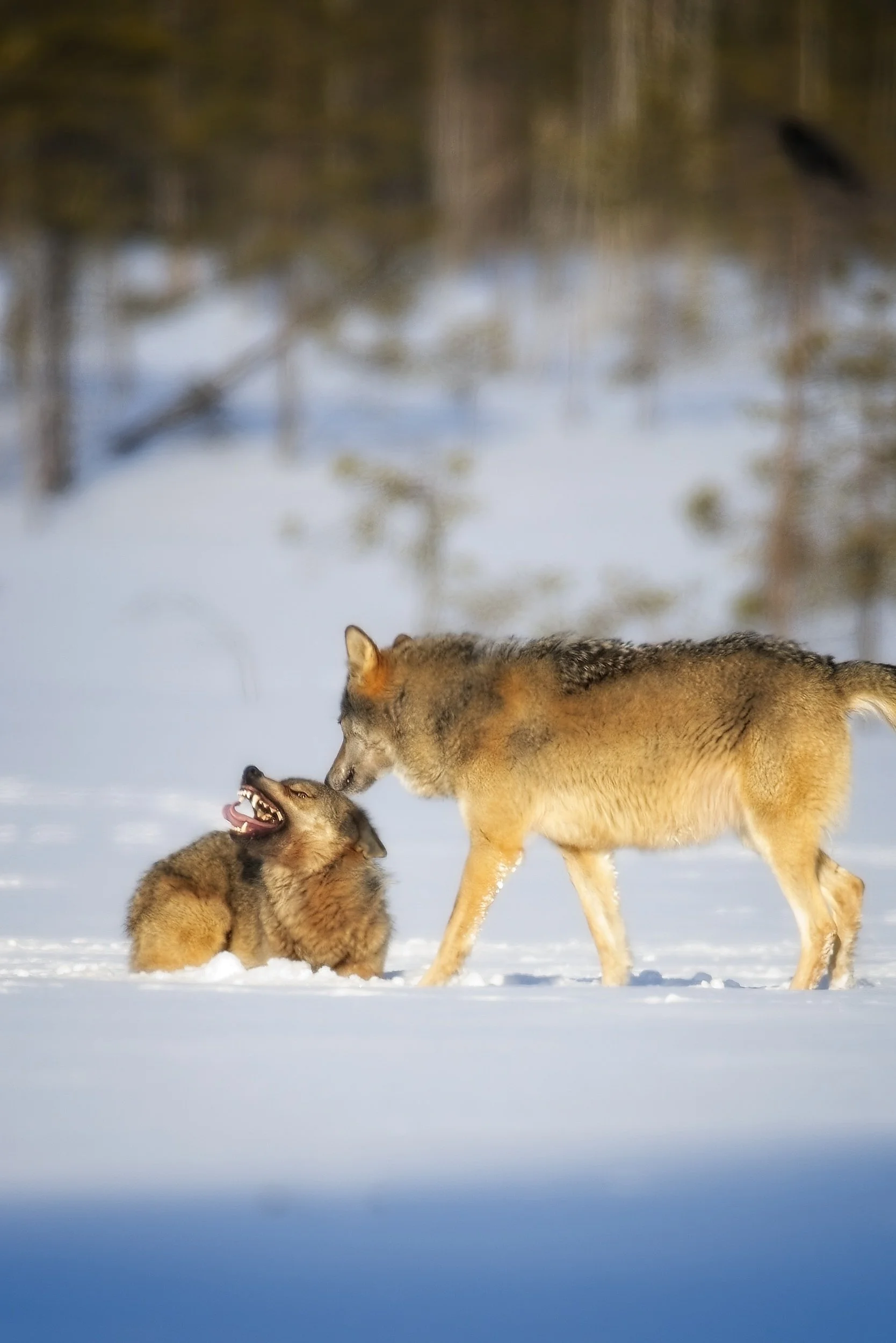 Wolves_winter_Fin-310322 6.jpg