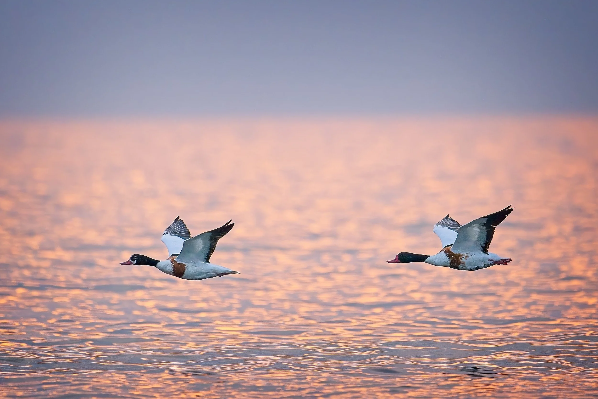Shelducks in creative photography workshop on Stora Karlsö-island in Sweden
