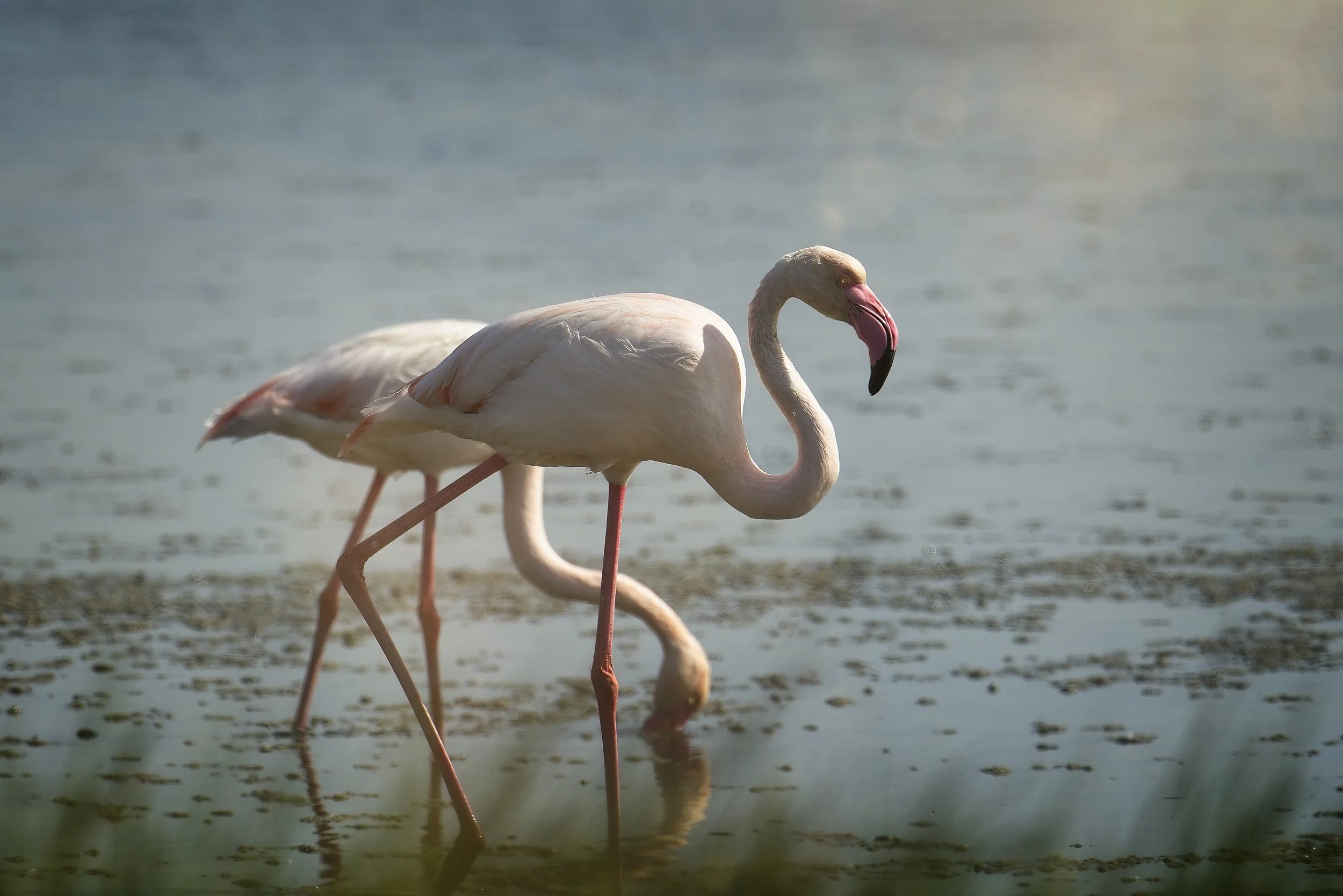 flamingo_comacchio-060426 1.jpg
