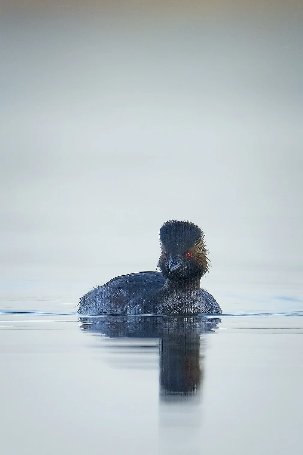earedgrebe_Ravenna-040426.jpg