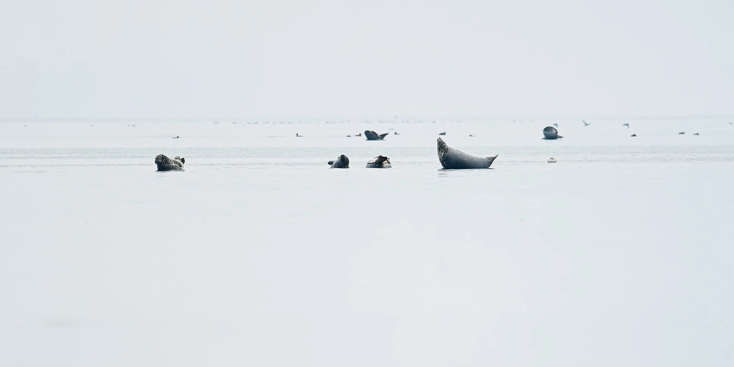 Grey Seals in creative photography workshop on Stora Karlsö-island in Sweden