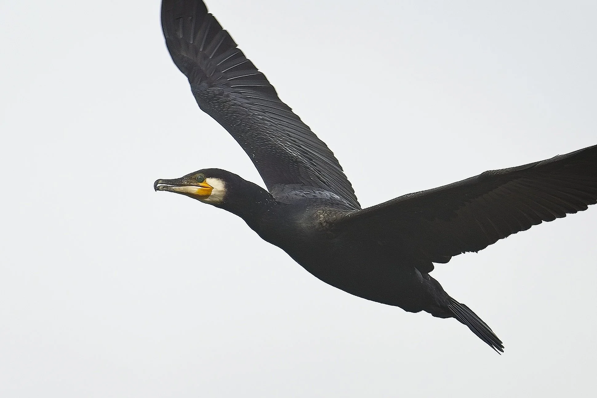cormorant_Ravenna-040426.jpg