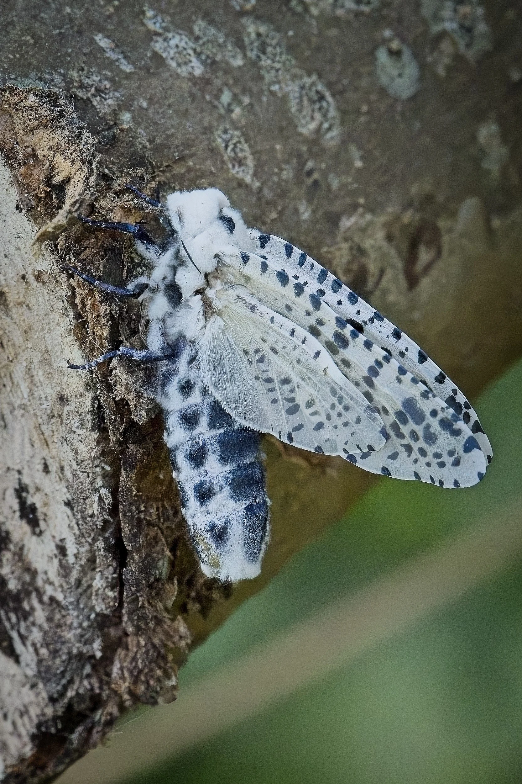 Leopard Moth in creative photography workshop on Stora Karlsö-island in Sweden