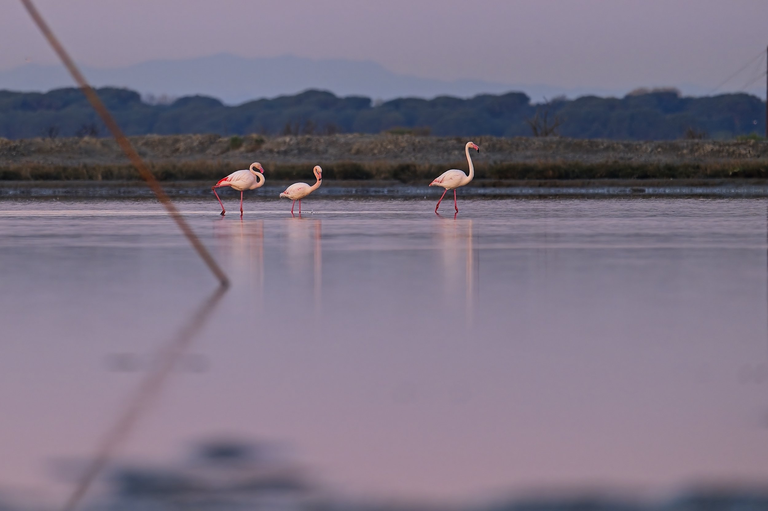 Flamingos in Ravenna Italy, April 2026