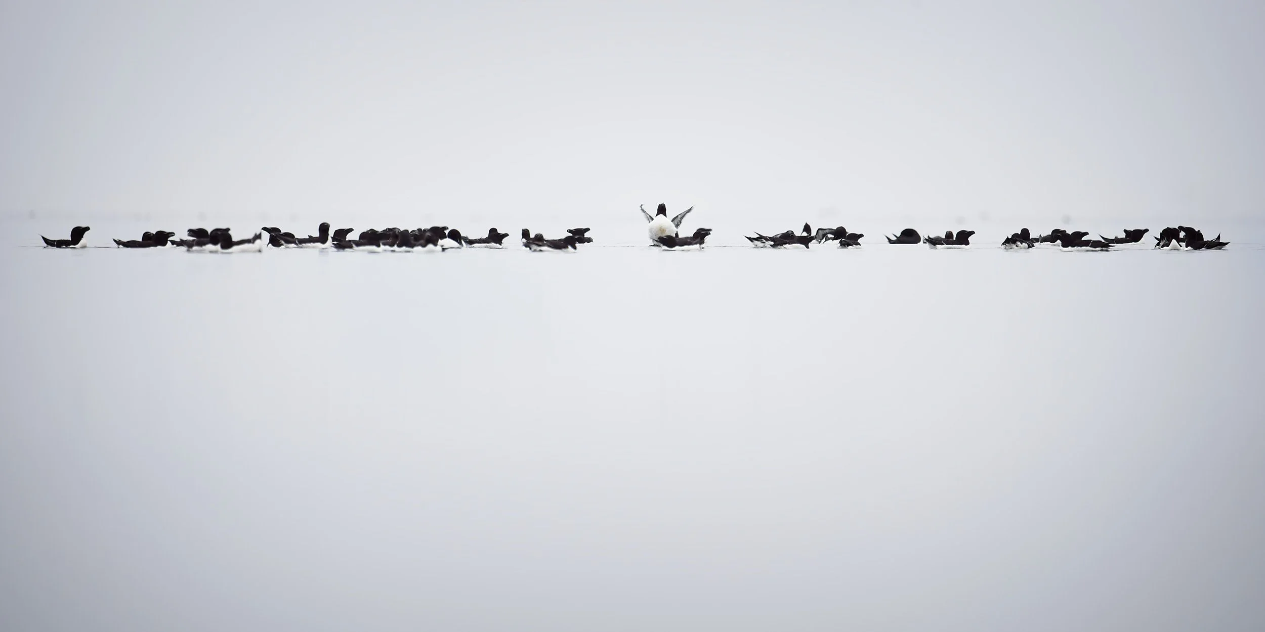 Razorbills in creative photography workshop in Stora Karlsö-island in Sweden