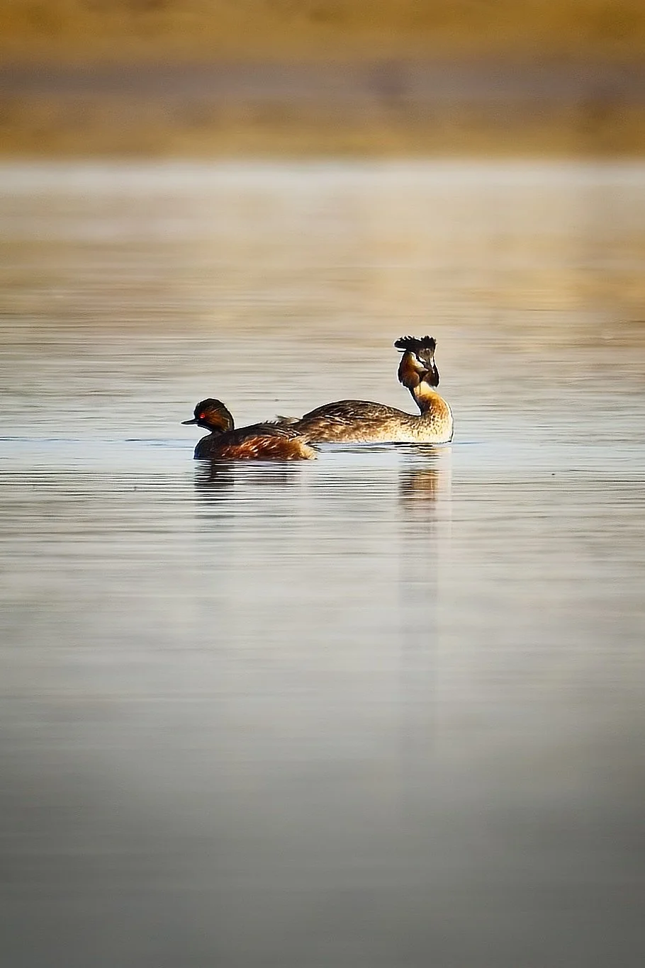 grebes_DeltaPo-0426 2.jpg