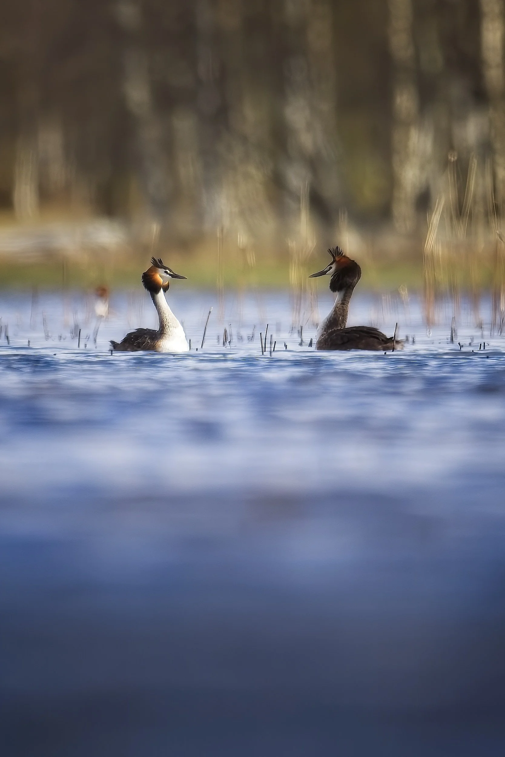 crestedgrebes