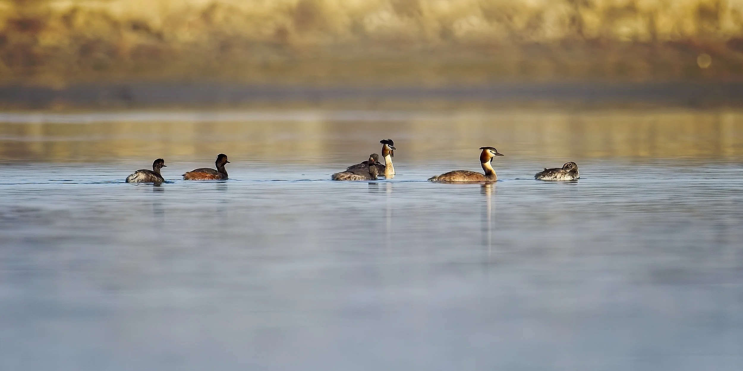 grebes_DeltaPo-0426.jpg
