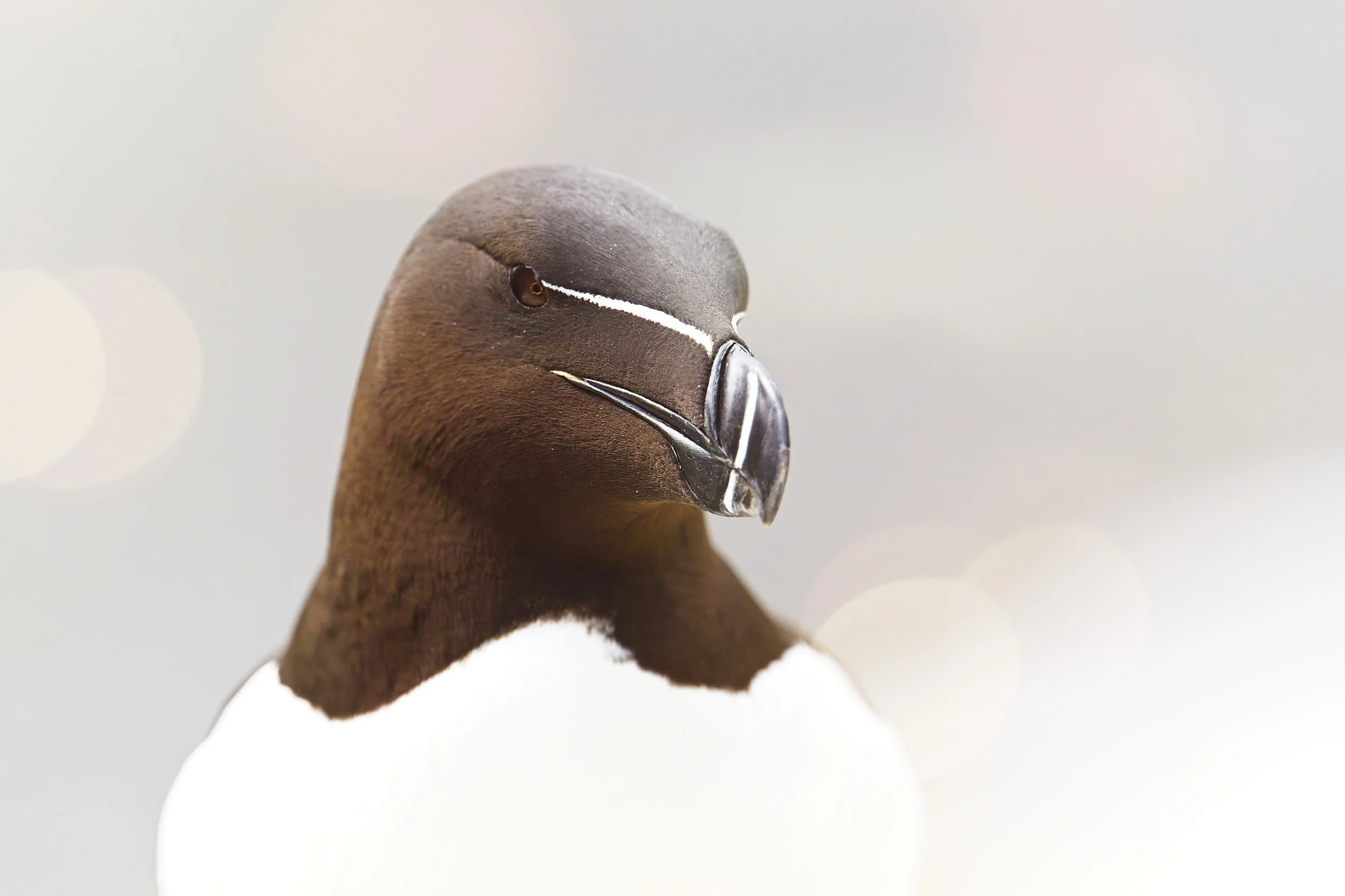 razorbill_StoraKarlsö-180726 1.jpg
