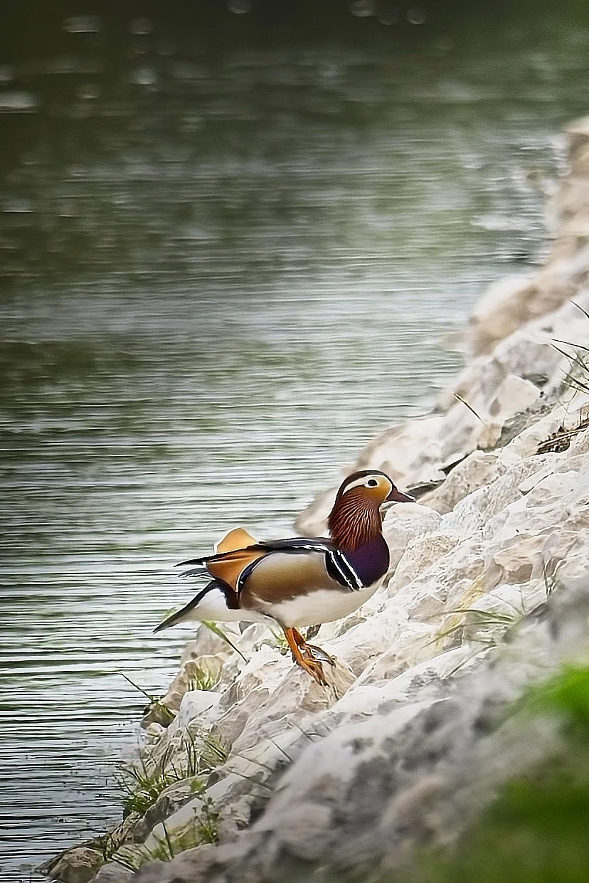 mandarinduck_Ravenna-100426.jpg