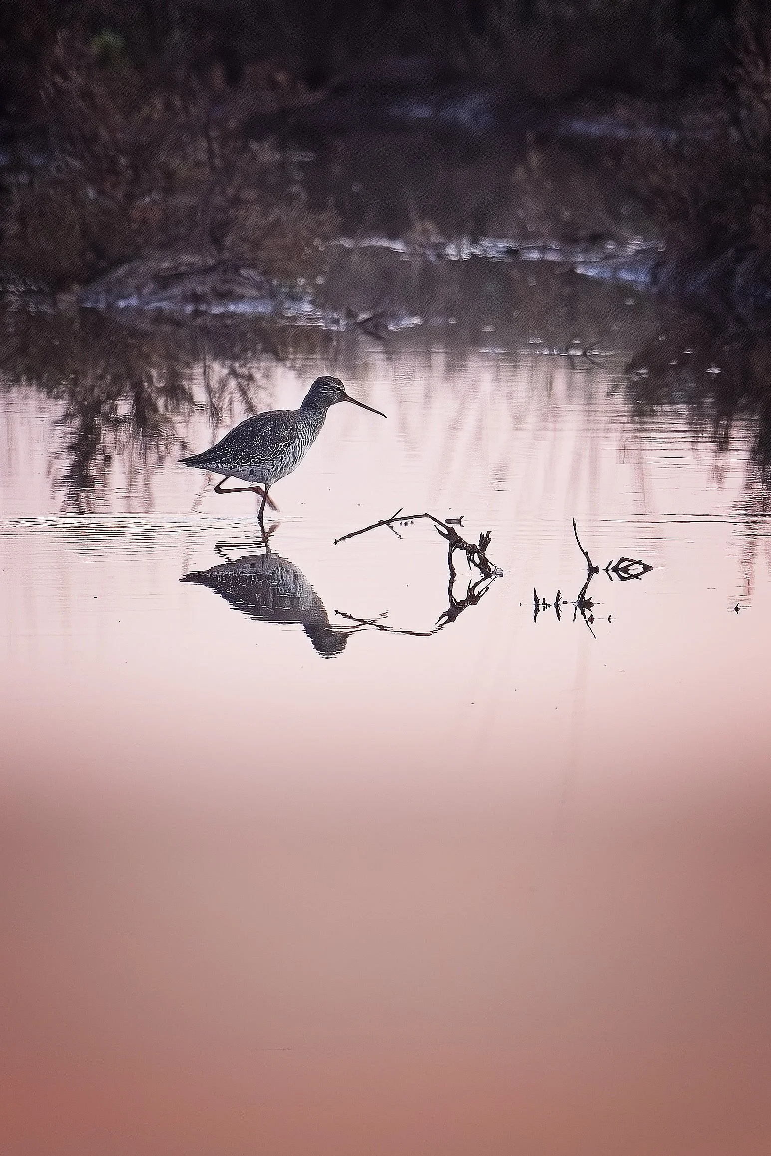 commonredshank_DeltaPo-0426.jpg