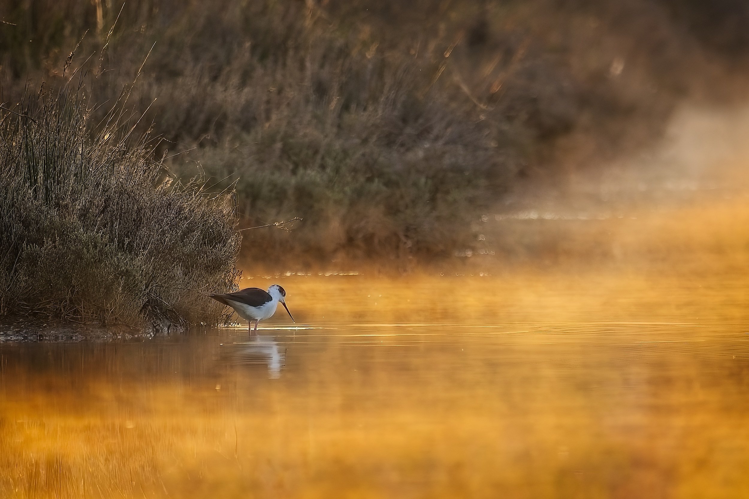 blackwingedstilt_DeltaPo-0426.jpg