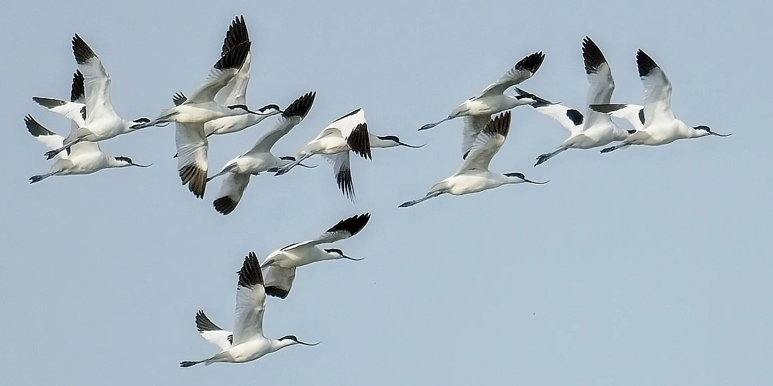 Avocets, Ravenna, April 2026