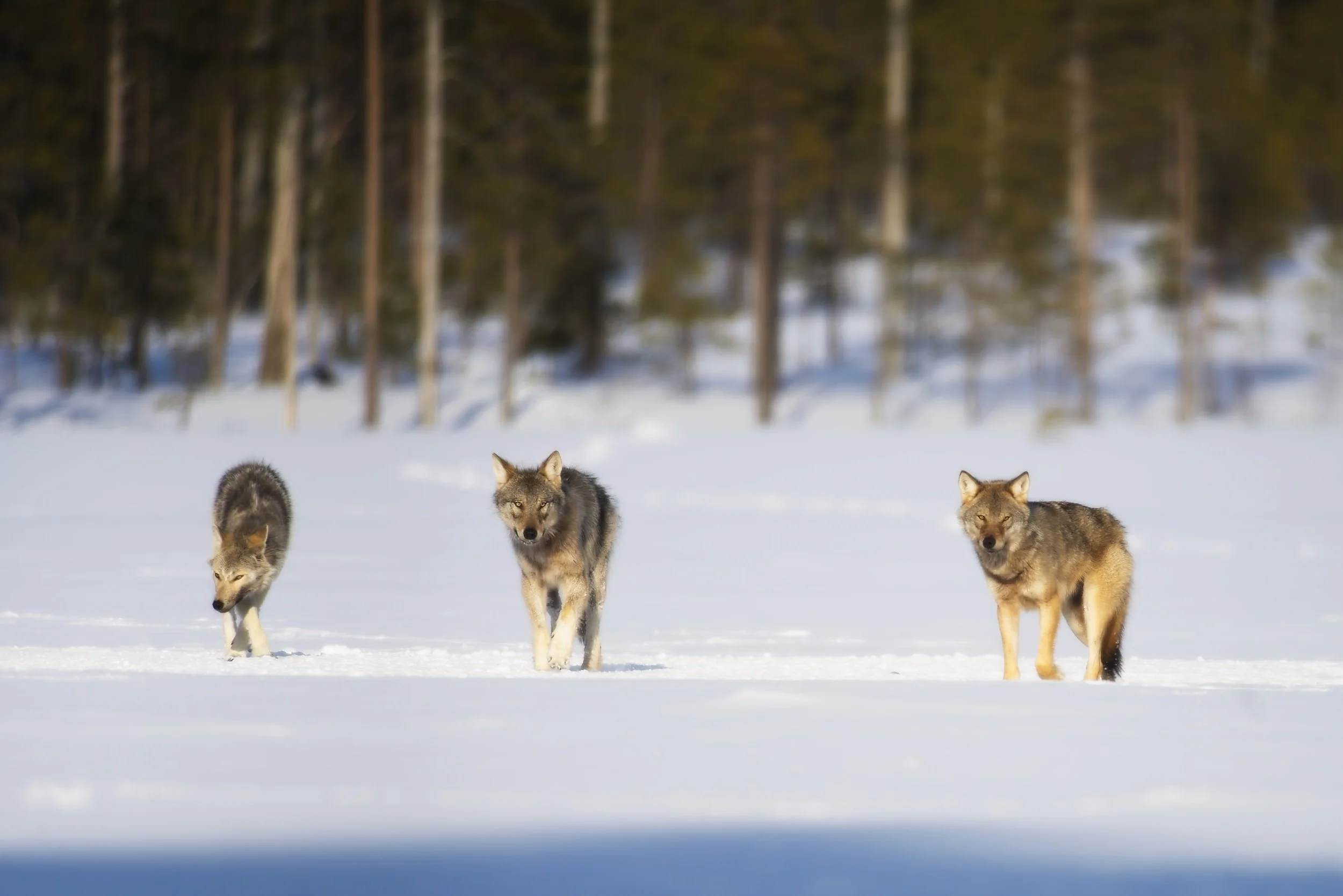 Wolves_winter_Fin-310322 2.jpg