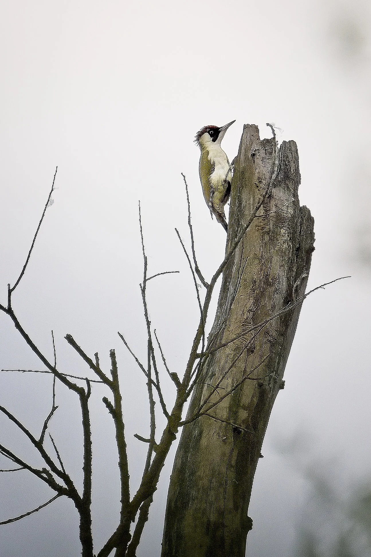 eurasiangreenwoodpecker_Ravenna-090426.jpg