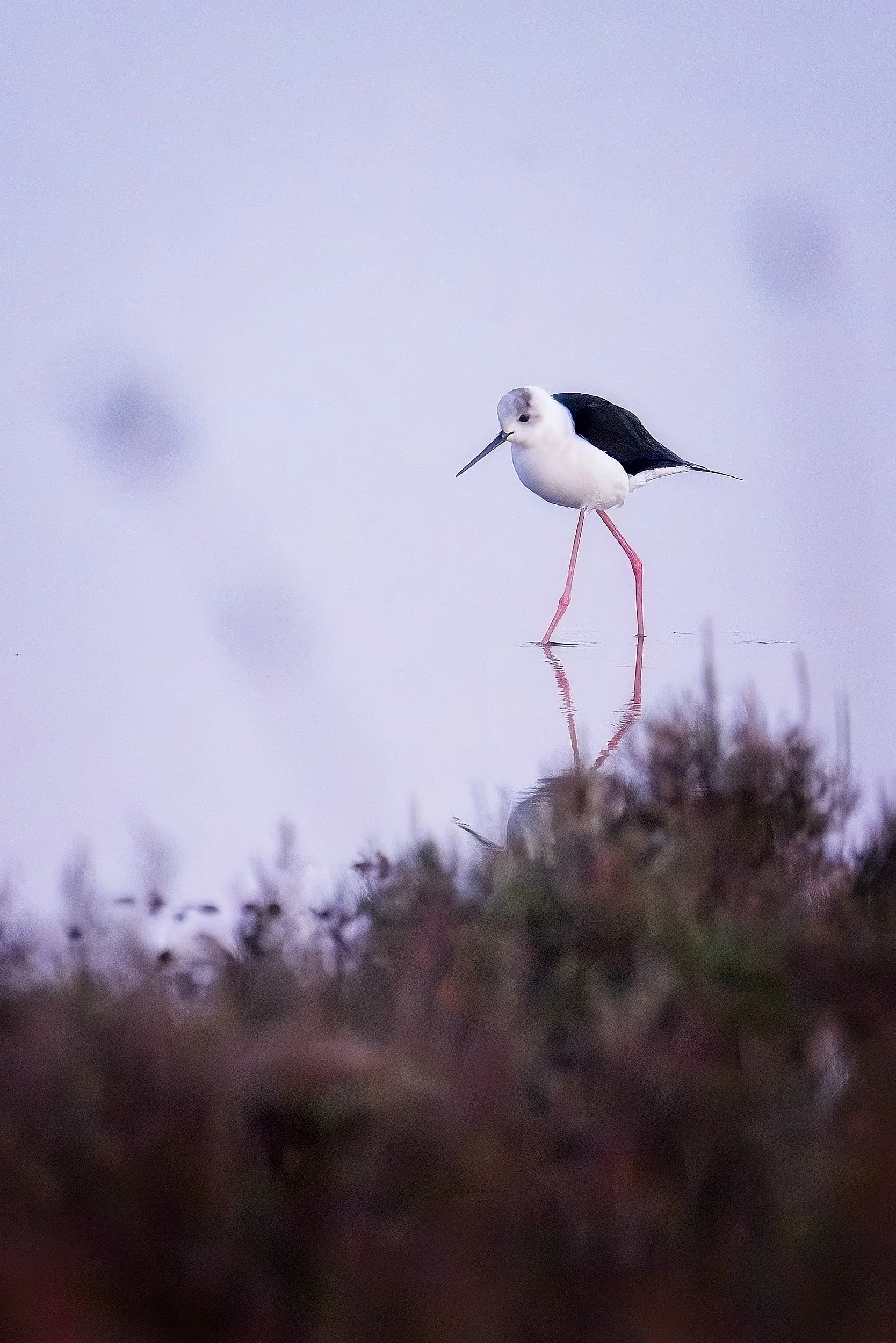 blackwingedstilt_DeltaPo-0426 1.jpg