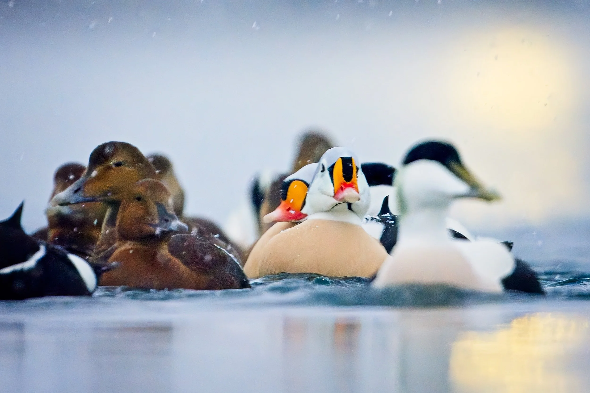 Eiders and King Eiders in Norway, Feb -26