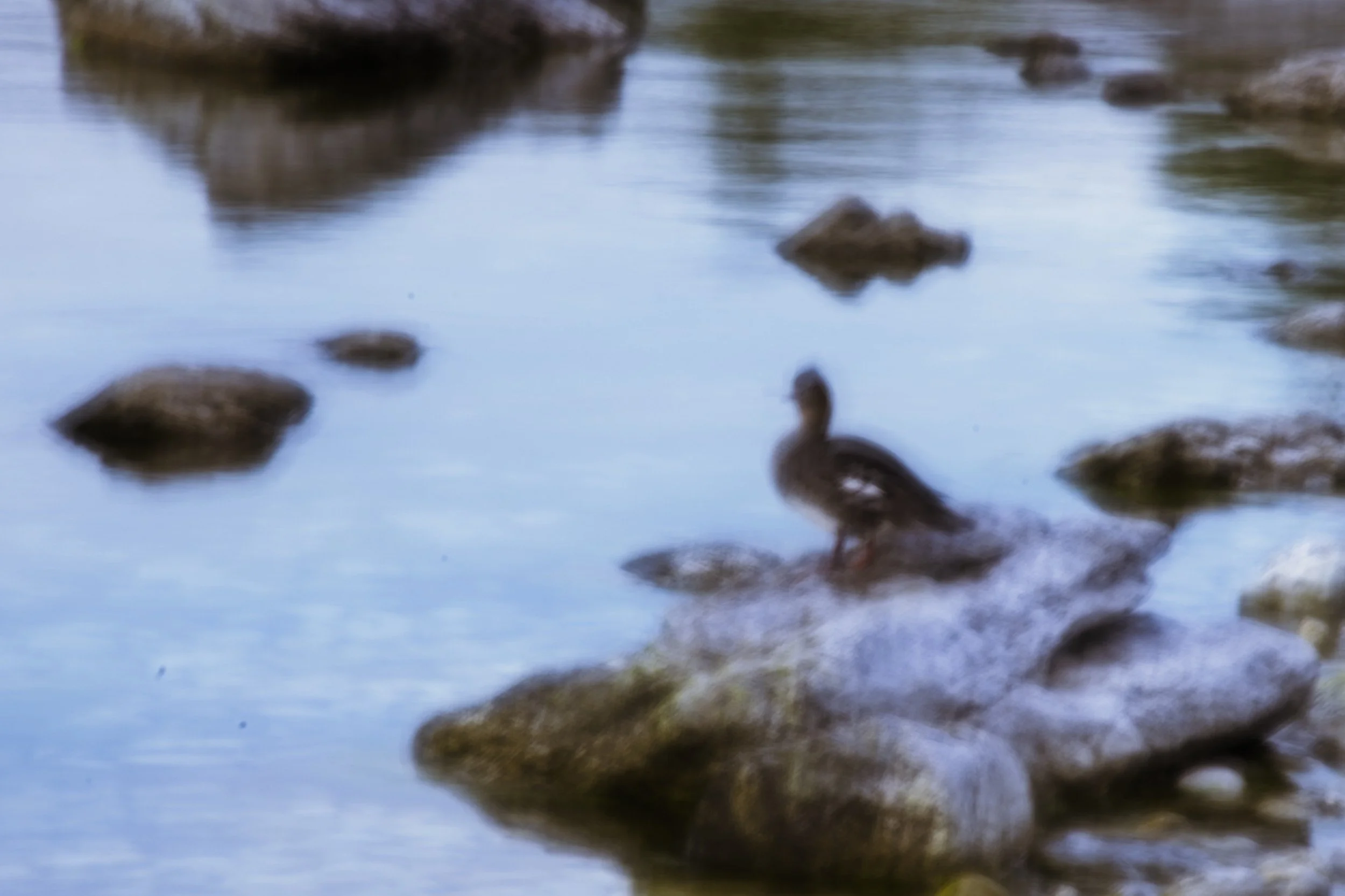 icm - red breasted merganser