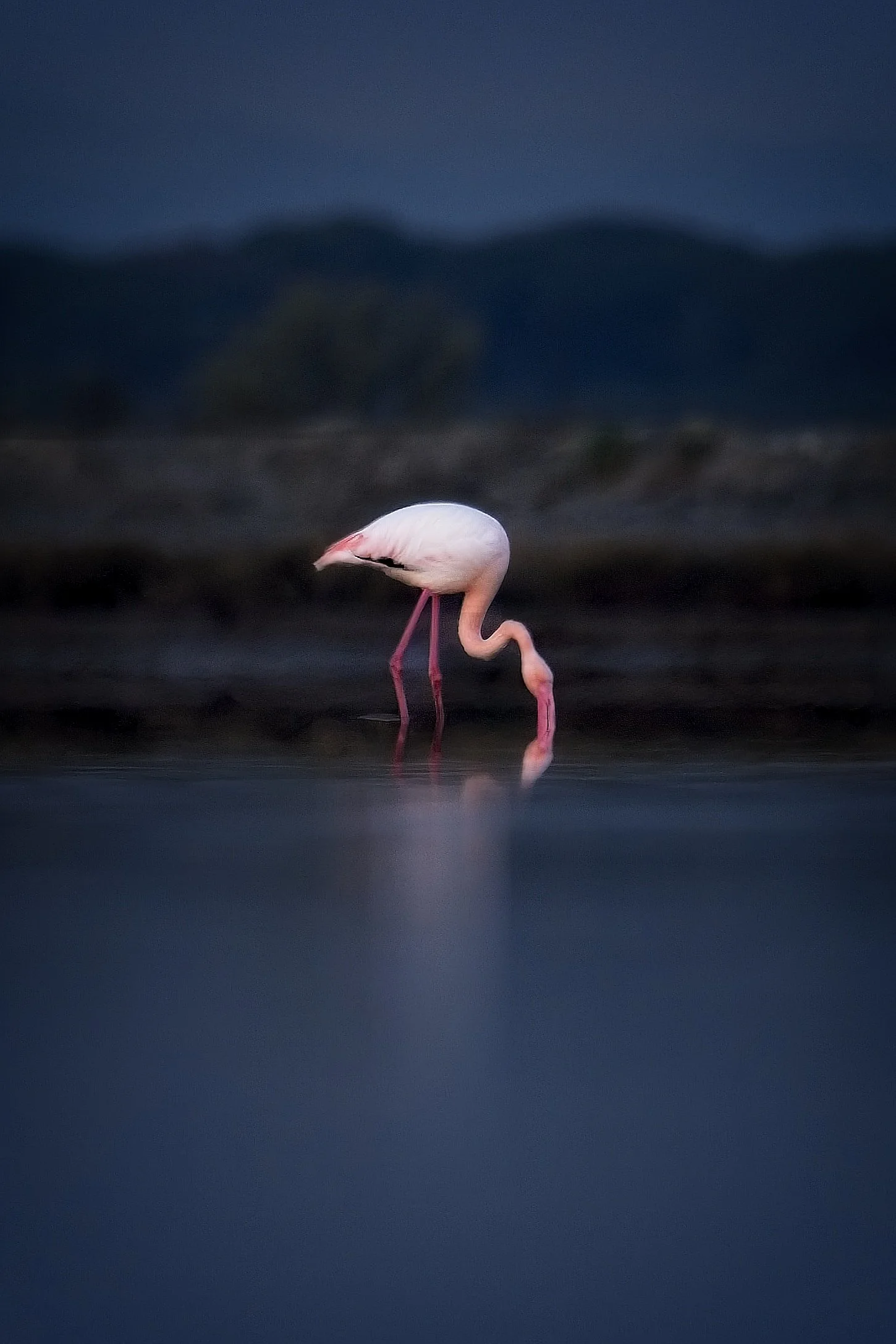 flamingo_DeltaPo-0426 1.jpg
