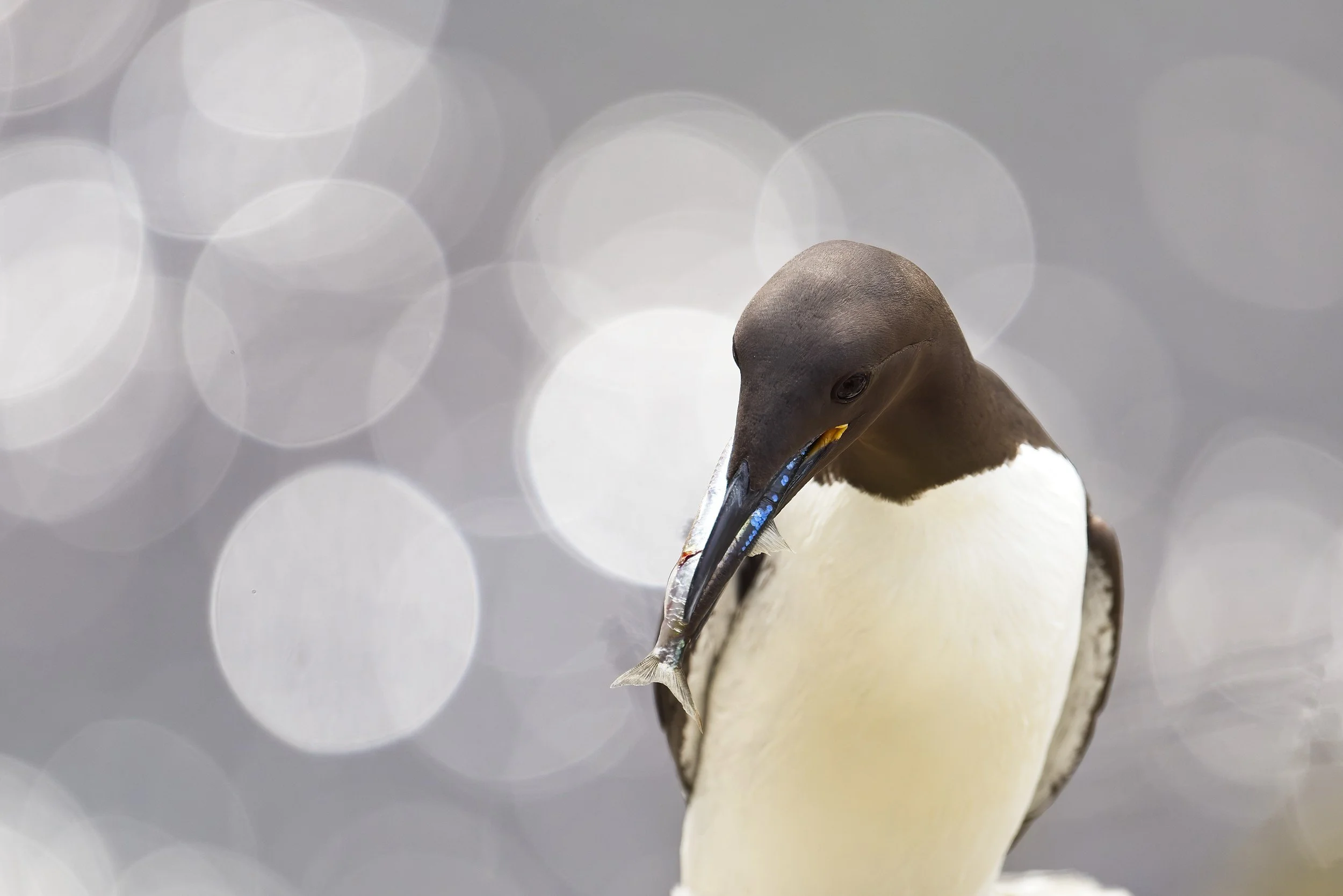 common guillemot in Stora Karlsö