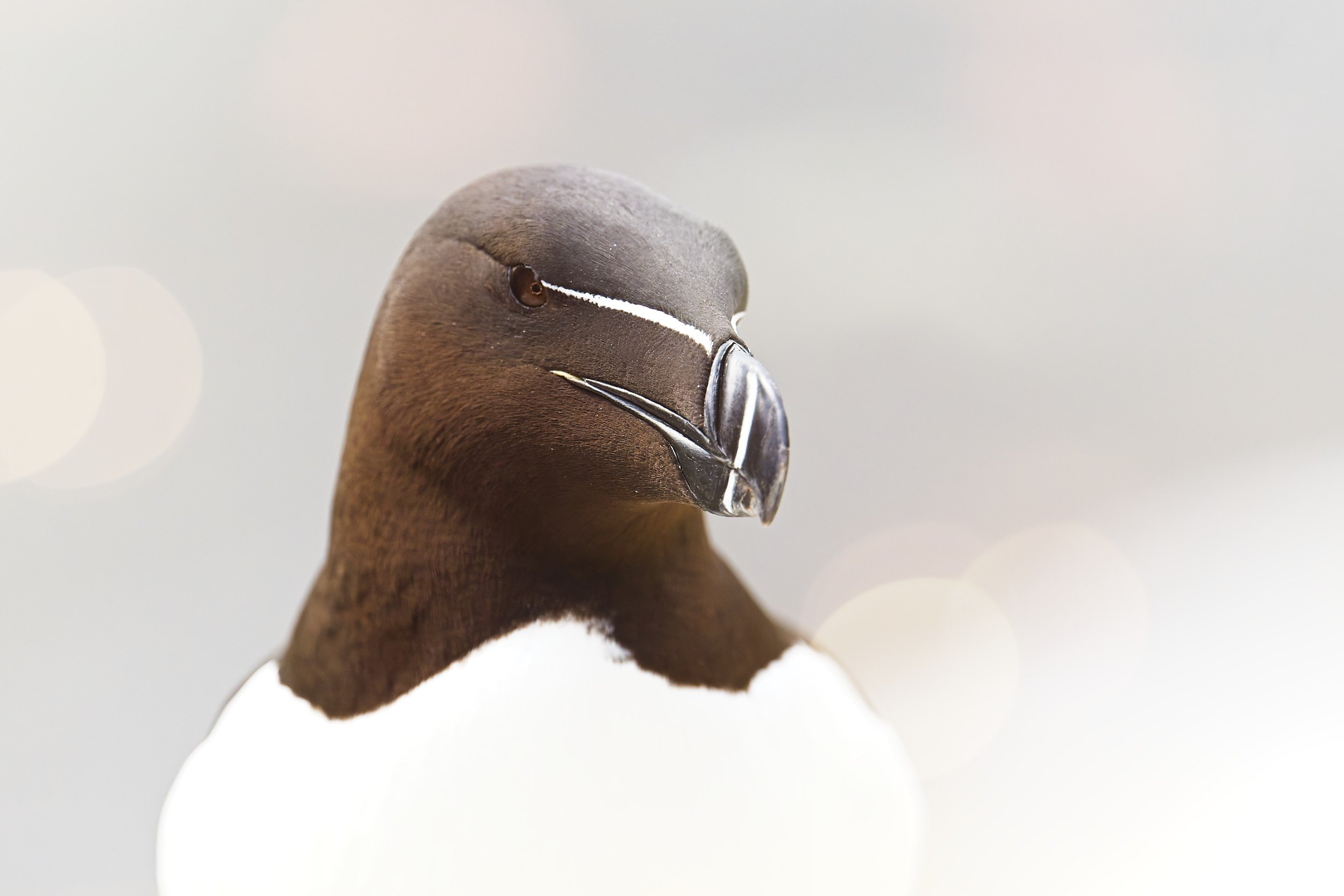 Razorbill in Stora Karlsö