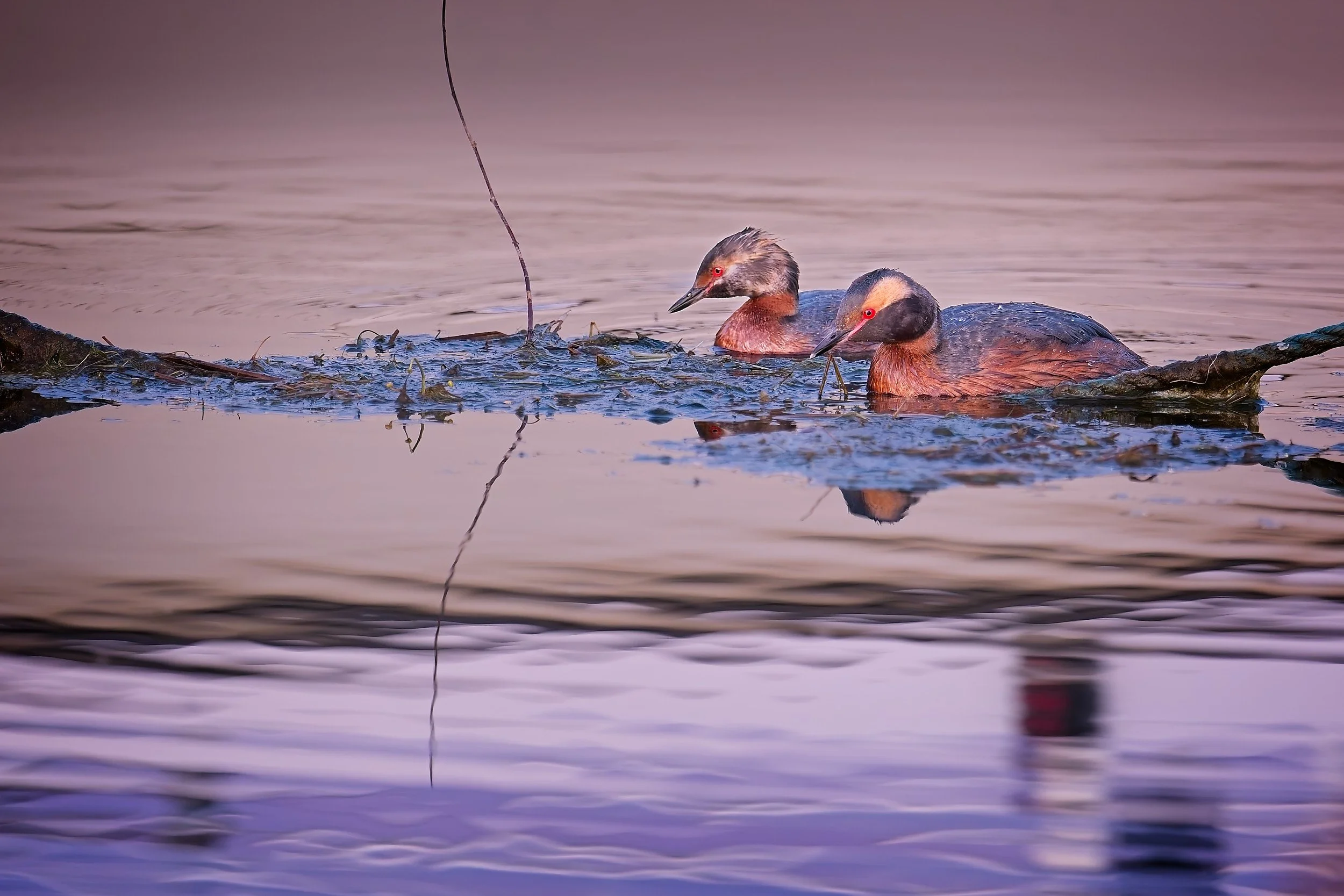 Eared grepes in creative photography workshop on Stora Karlsö-island in Sweden