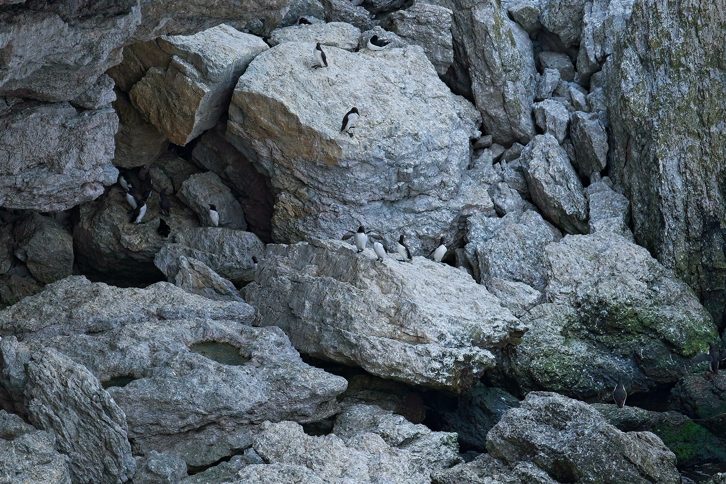 Common Guillemots on cliff in creative photography workshop on Stora Karlsö-island in Sweden