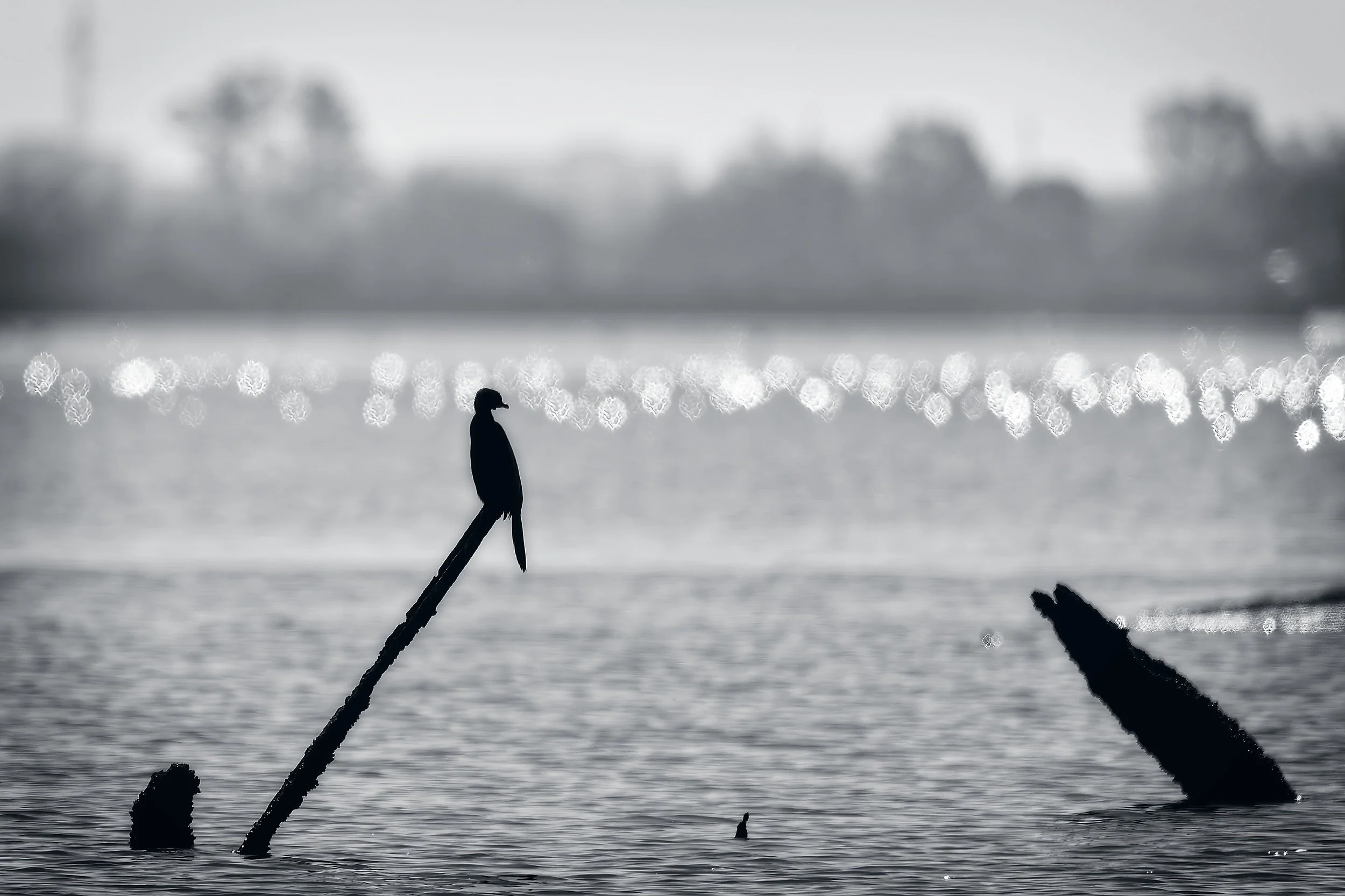 cormorant_DeltaPo-0426.jpg
