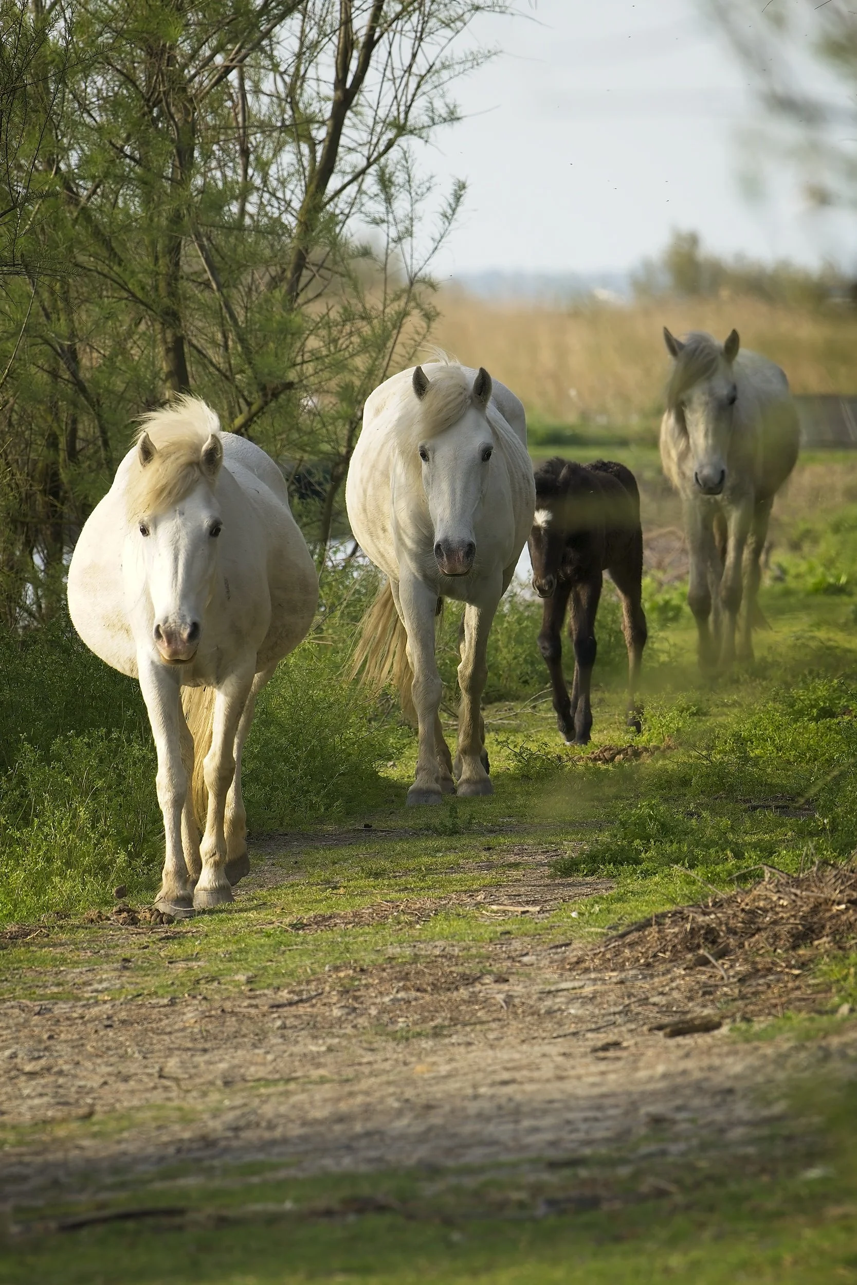 horses_Ravenna-100426 5.jpg