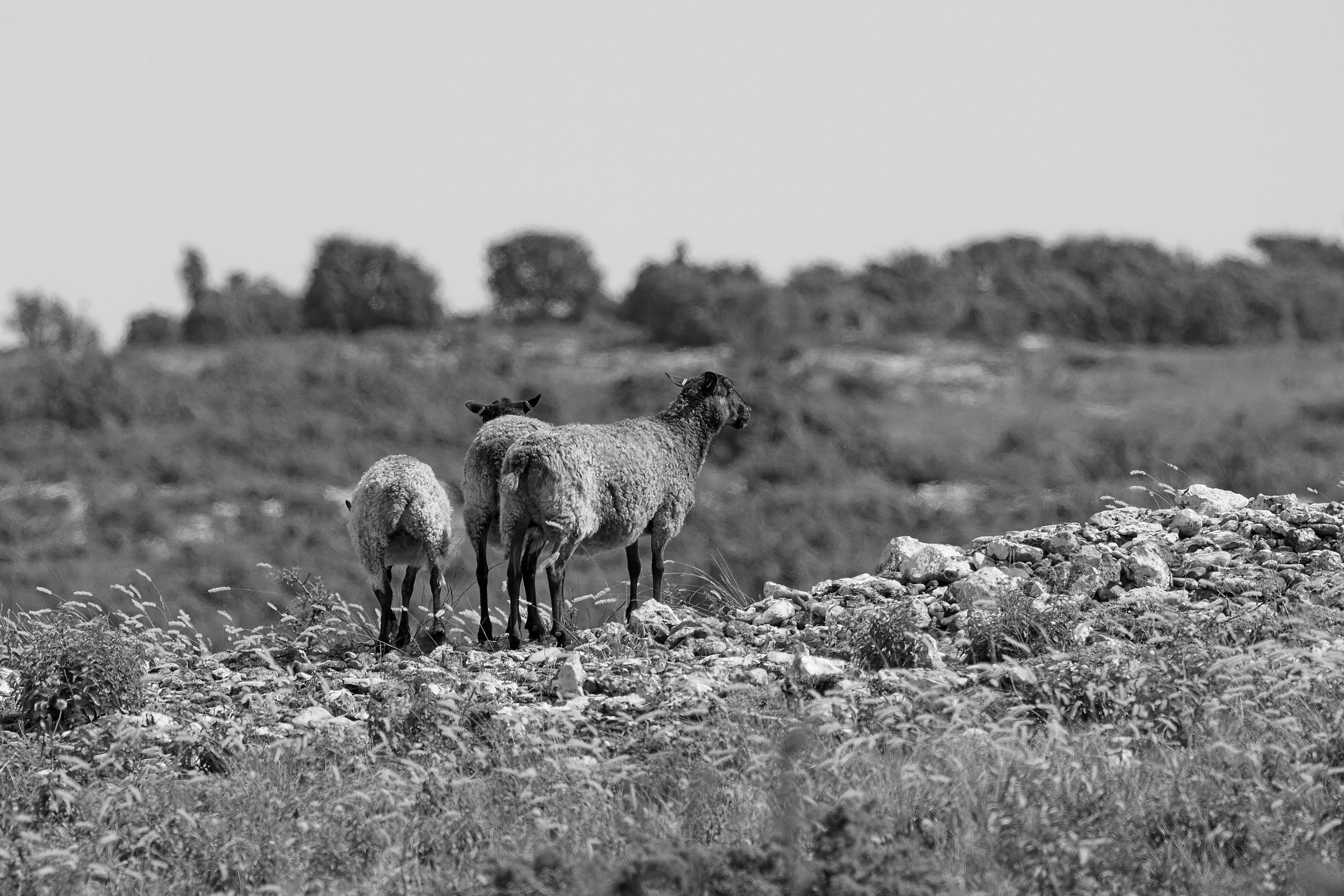 sheeps in Stora Karlsö