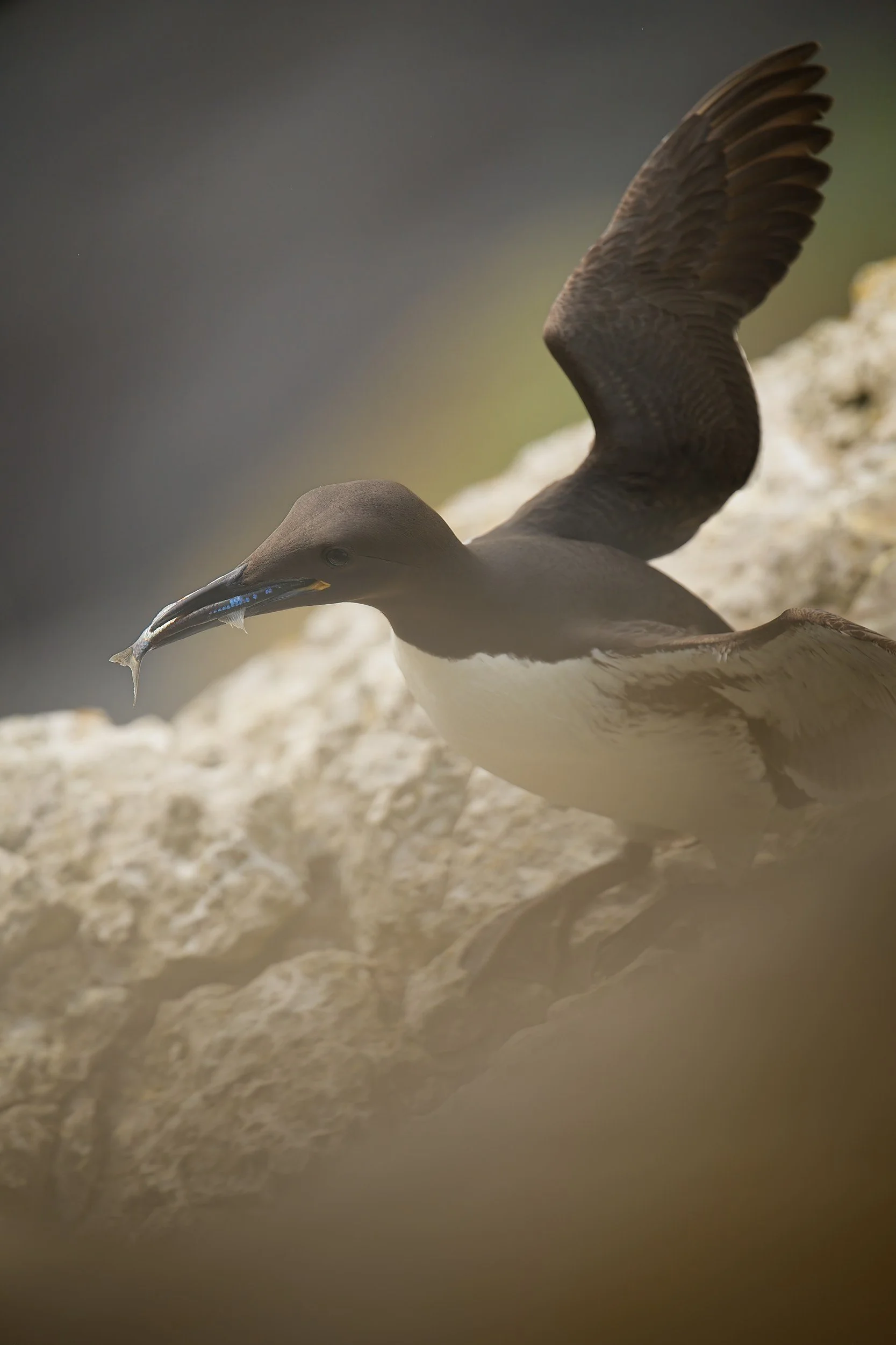 Common Guillemot in creative photography workshop on Stora Karlsö-island in Sweden
