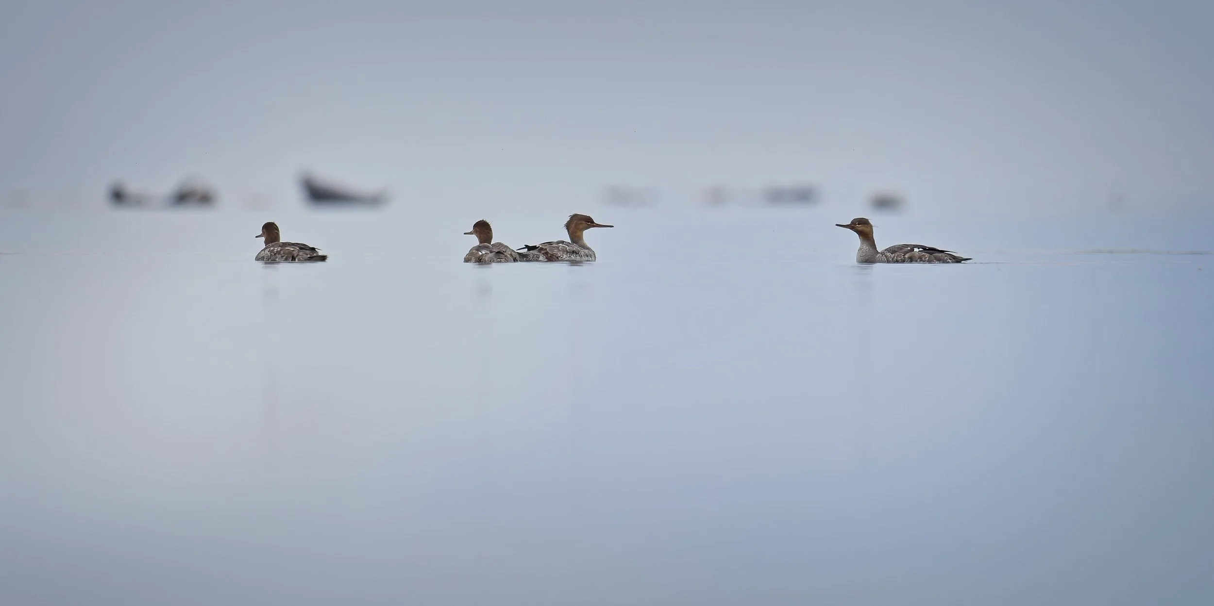 Red‑breasted Mergansers in creative photography workshop on Stora Karlsö-island in Sweden