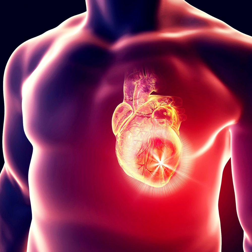 Cardiovascular BW.png