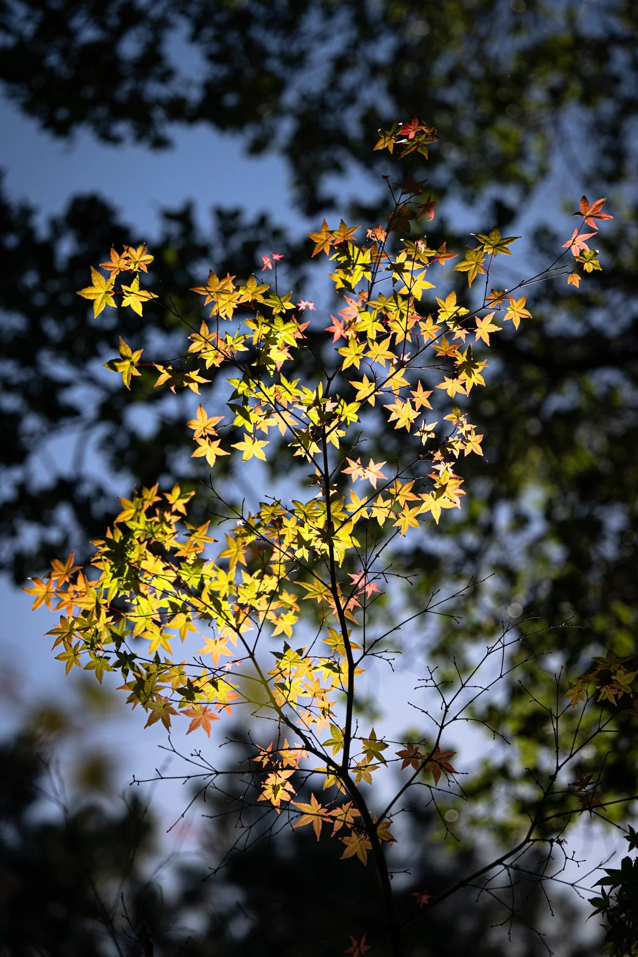 tree-2.jpg