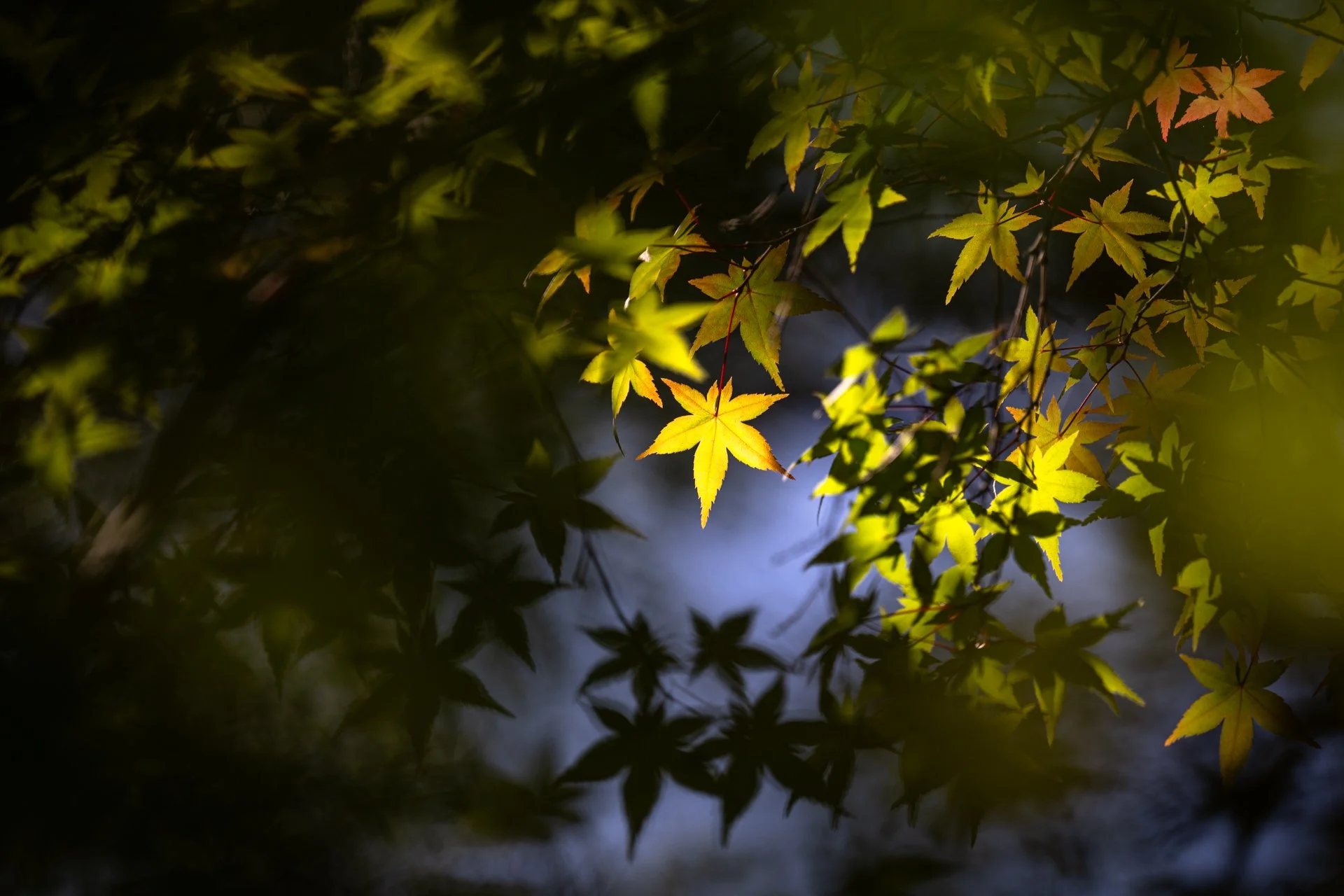 tree-1.jpg