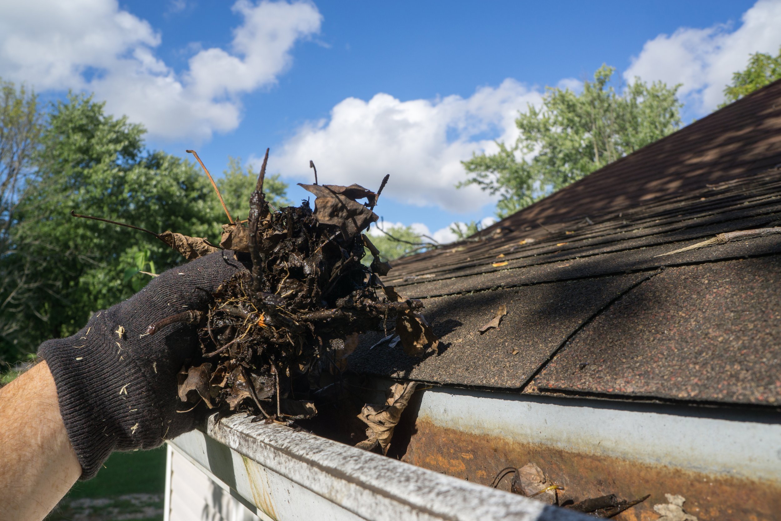 Person wearing a black glove removing accumulated dead leaves and debris from a roof gutter on a house with a black shingled roof, surrounded by green trees and a blue sky with clouds.
