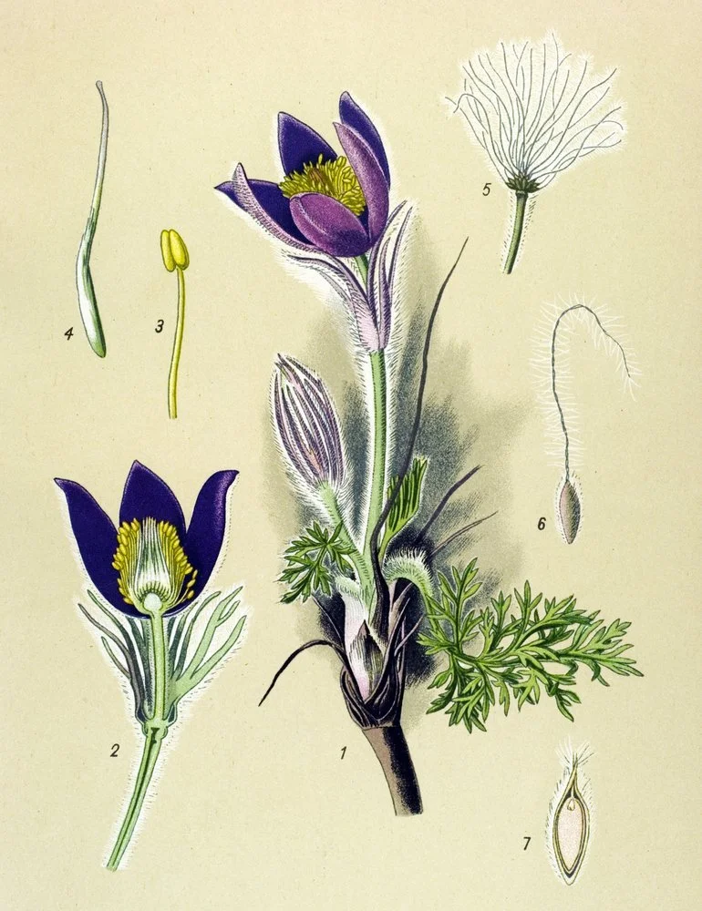 A botanical illustration of a pasqueflower plant showing various parts including the whole flower, petals, stigma, seed, and seed coat.
