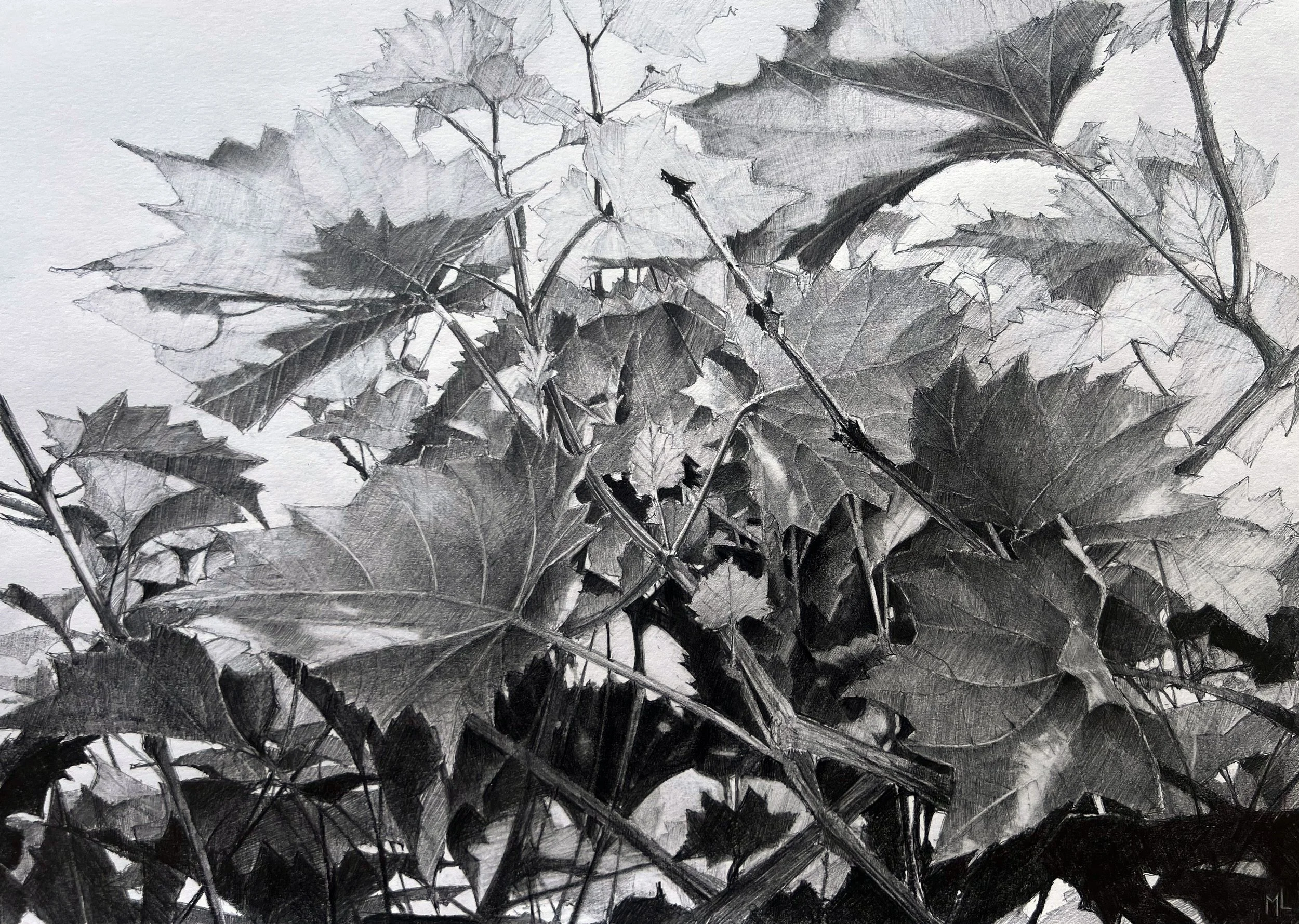 Vinrankor, blyerts på papper 28 x 39 cm 2025