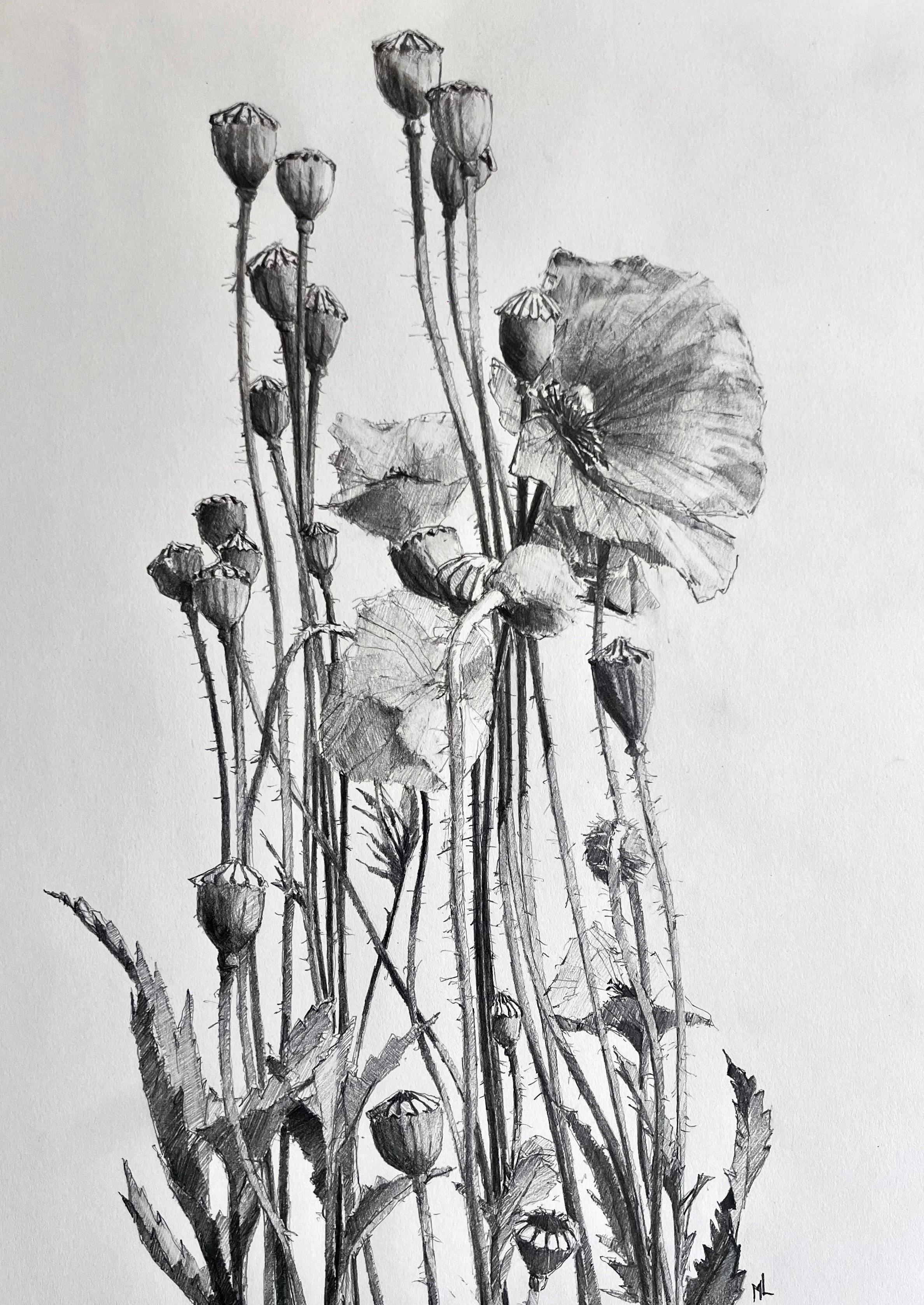 Vallmofeber, blyerts på papper 28 x 39 cm 2025