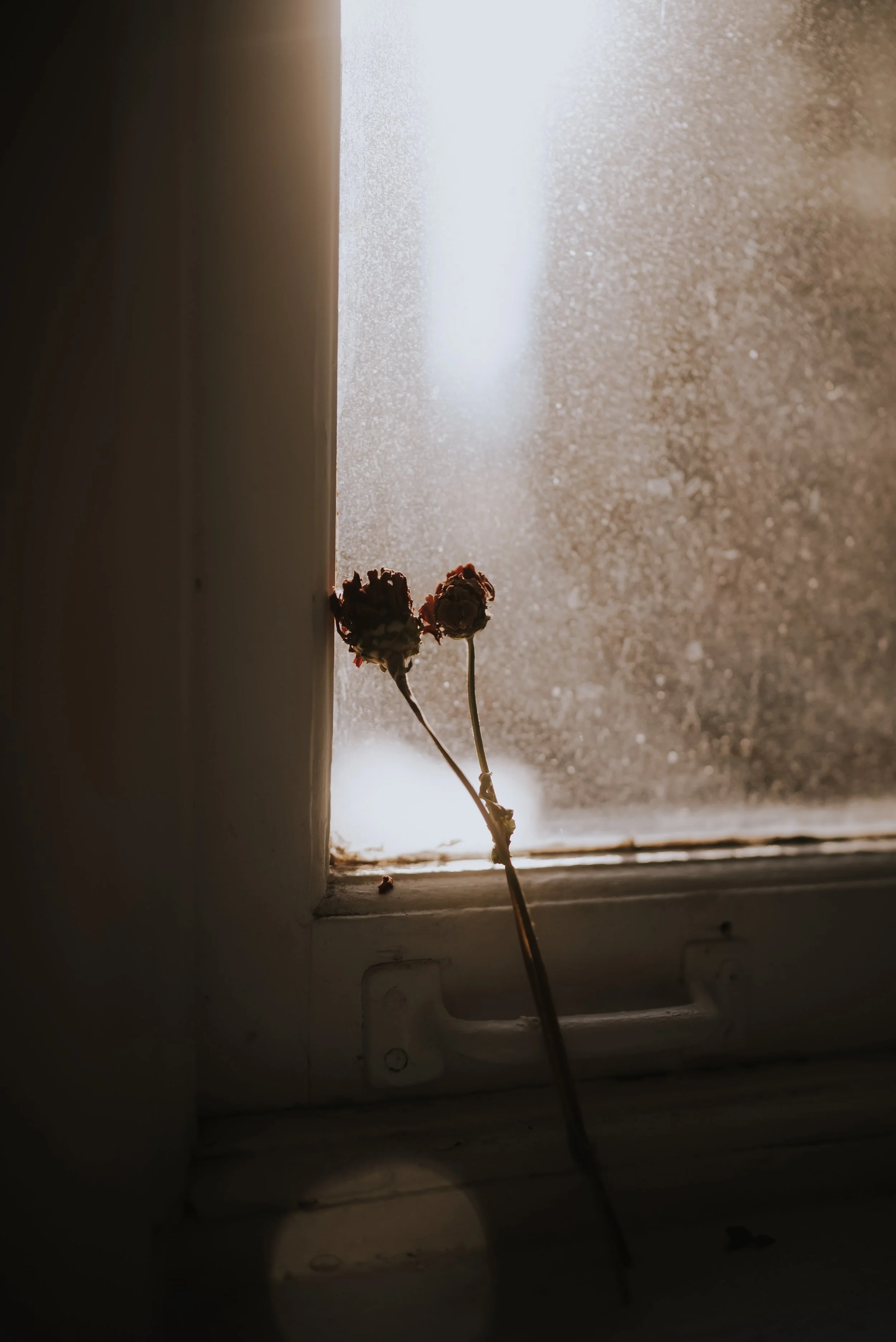 A dried, wilted flower resting on a windowsill with sunlight shining through a dusty, fogged window.