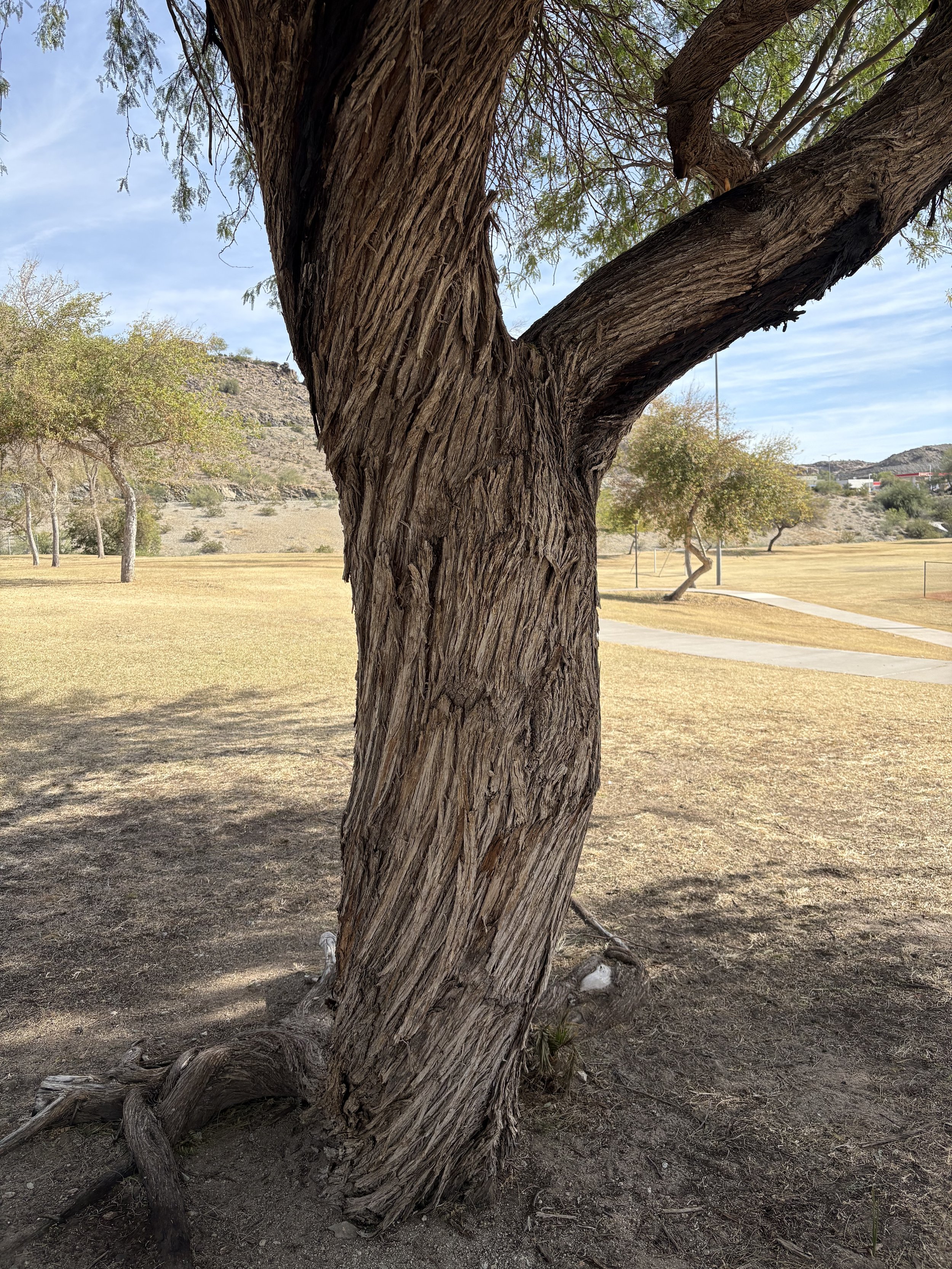 50. Reverse-engineering Our Values into Our Life