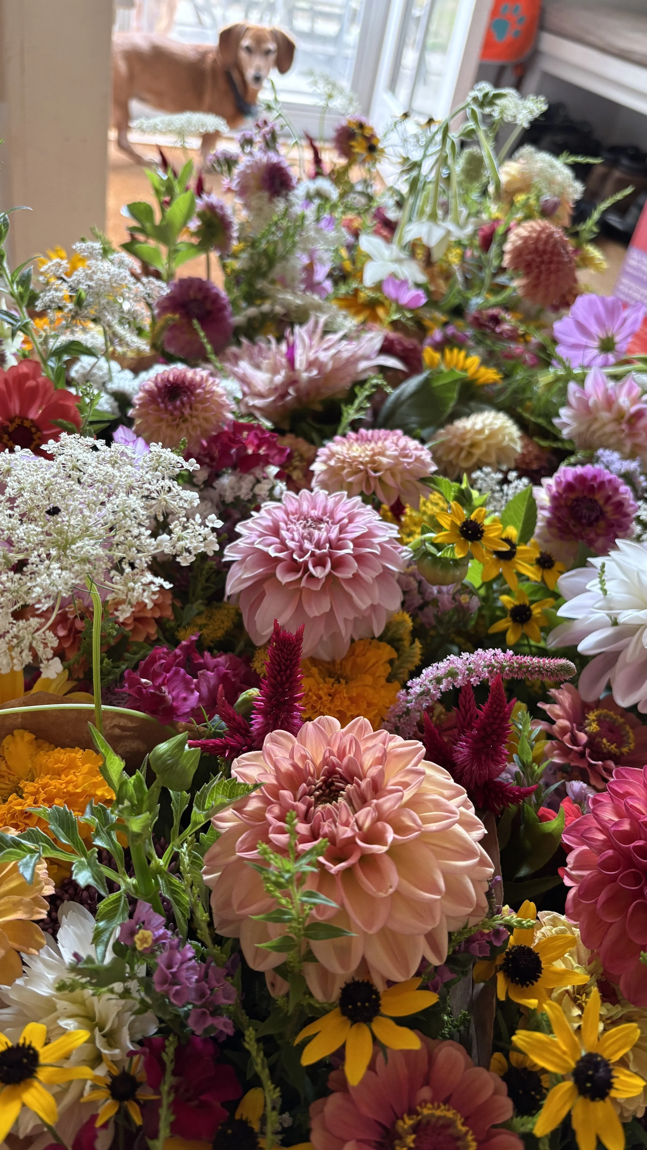 Fall CSA (5 week)