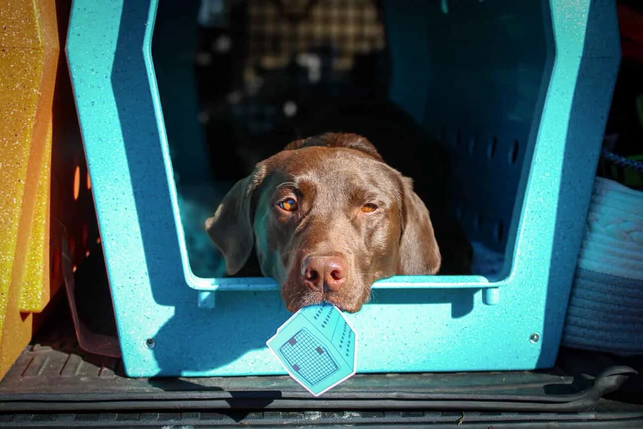 @the_brew_dogs
